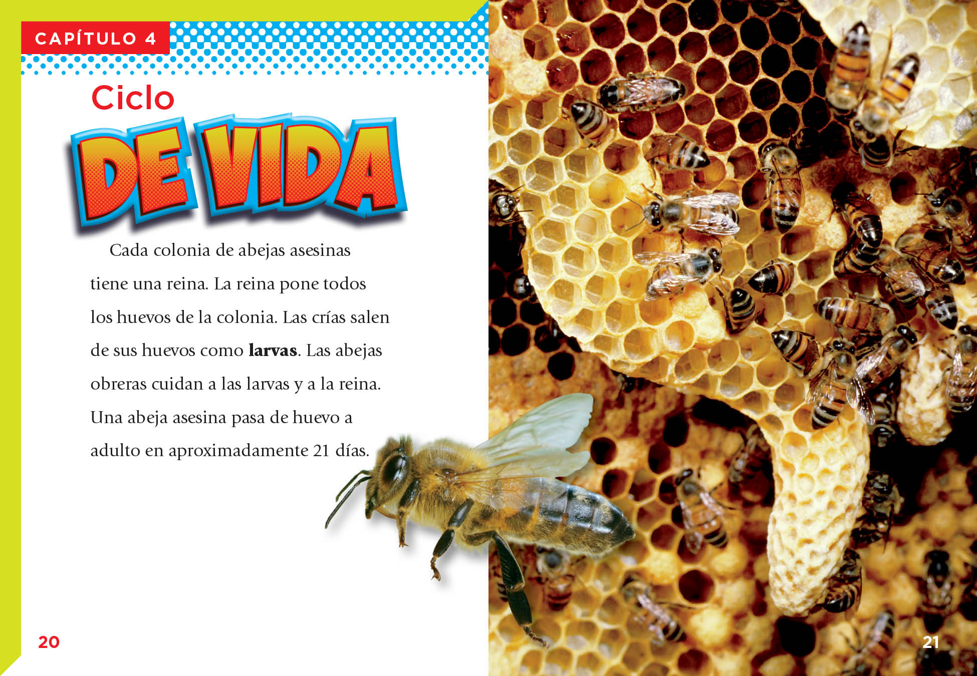 Killer Bee Movie DVD - Action Thriller Film with English Subtitles - Perfect for Movie Nights and Action Film Lovers