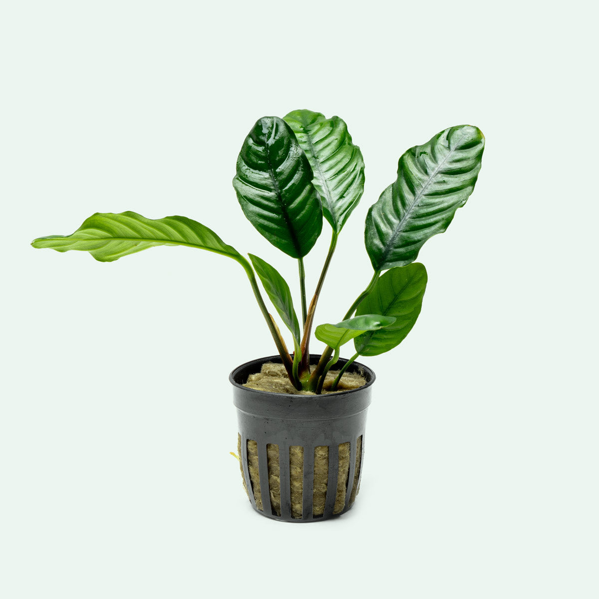 Anubias Barteri Coffeefolia Live Aquarium Plant - Low Light Freshwater Aquatic Plant for Fish Tanks, Aquascaping & Terrariums