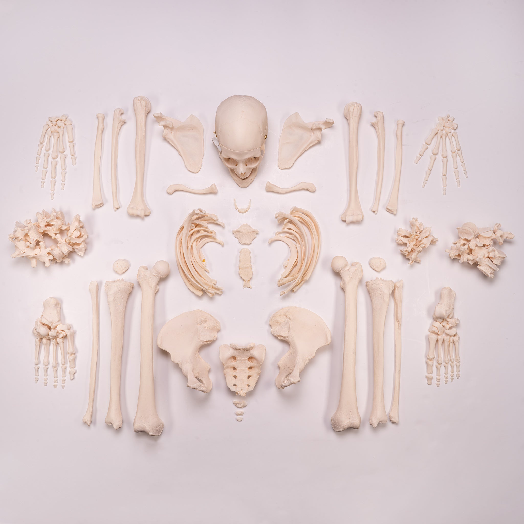 Premium Disarticulated Human Skeleton Model - Anatomically Accurate for Medical Education & Research - Perfect for Classroom, Lab, and Medical Training