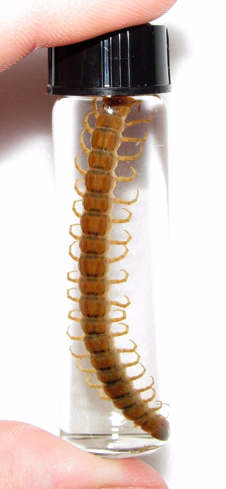 Centipede Red Gold Preserved Wet Specimen - Real Biological Specimen for Science Education & Collectors - Perfect for Classroom Labs, Research & Oddity Collections