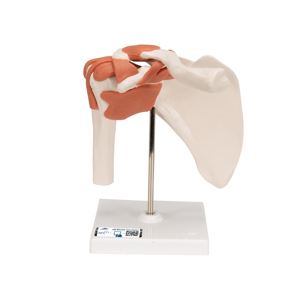 Functional Shoulder Joint Model - Anatomical Shoulder Joint Demonstration for Medical Students & Physical Therapy Training | Perfect for Classroom, Clinic & Home Study
