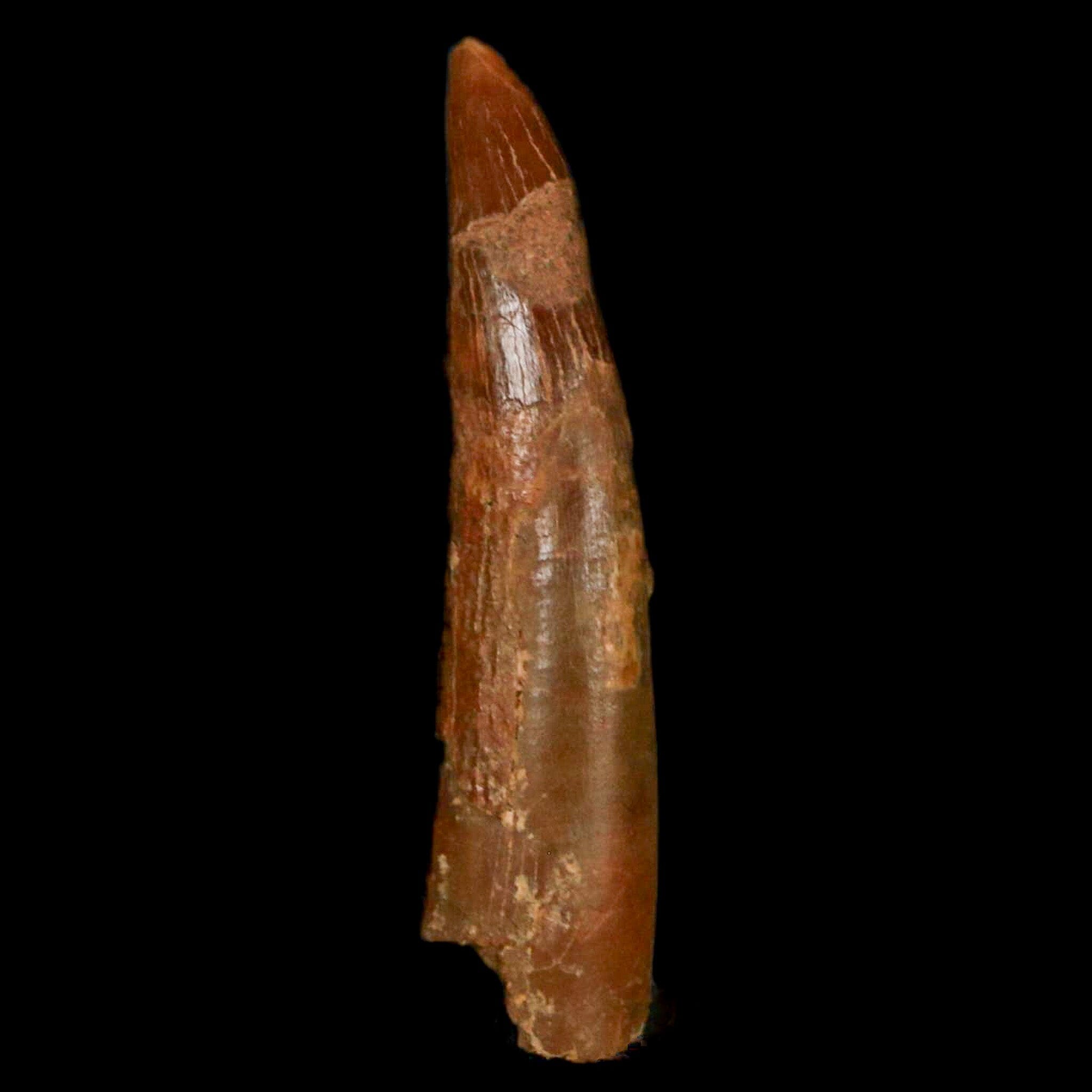 1.2 Inch Pterosaur Coloborhynchus Fossil Tooth - Authentic Upper Cretaceous Dinosaur Fossil from Morocco with COA - Perfect for Paleontology Collections & Science Classroom Displays