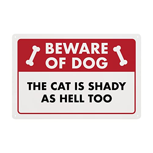Shady Cat