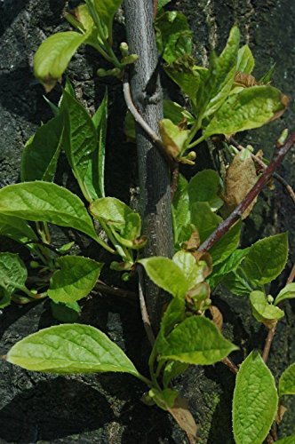 Organic Schisandra Vine Live Plant - 2 Years Old | Hardy Medicinal Herb for Home Garden, Tea & Wellness
