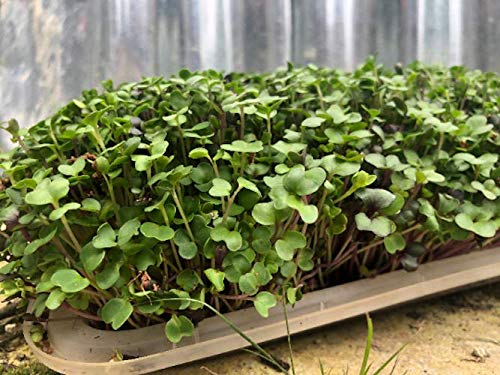 Organic Micro-Greens Grow Kit - Complete Indoor Gardening Starter Set with Seeds, Trays & Soil | Perfect for Homegrown Salads, Smoothies & Healthy Cooking