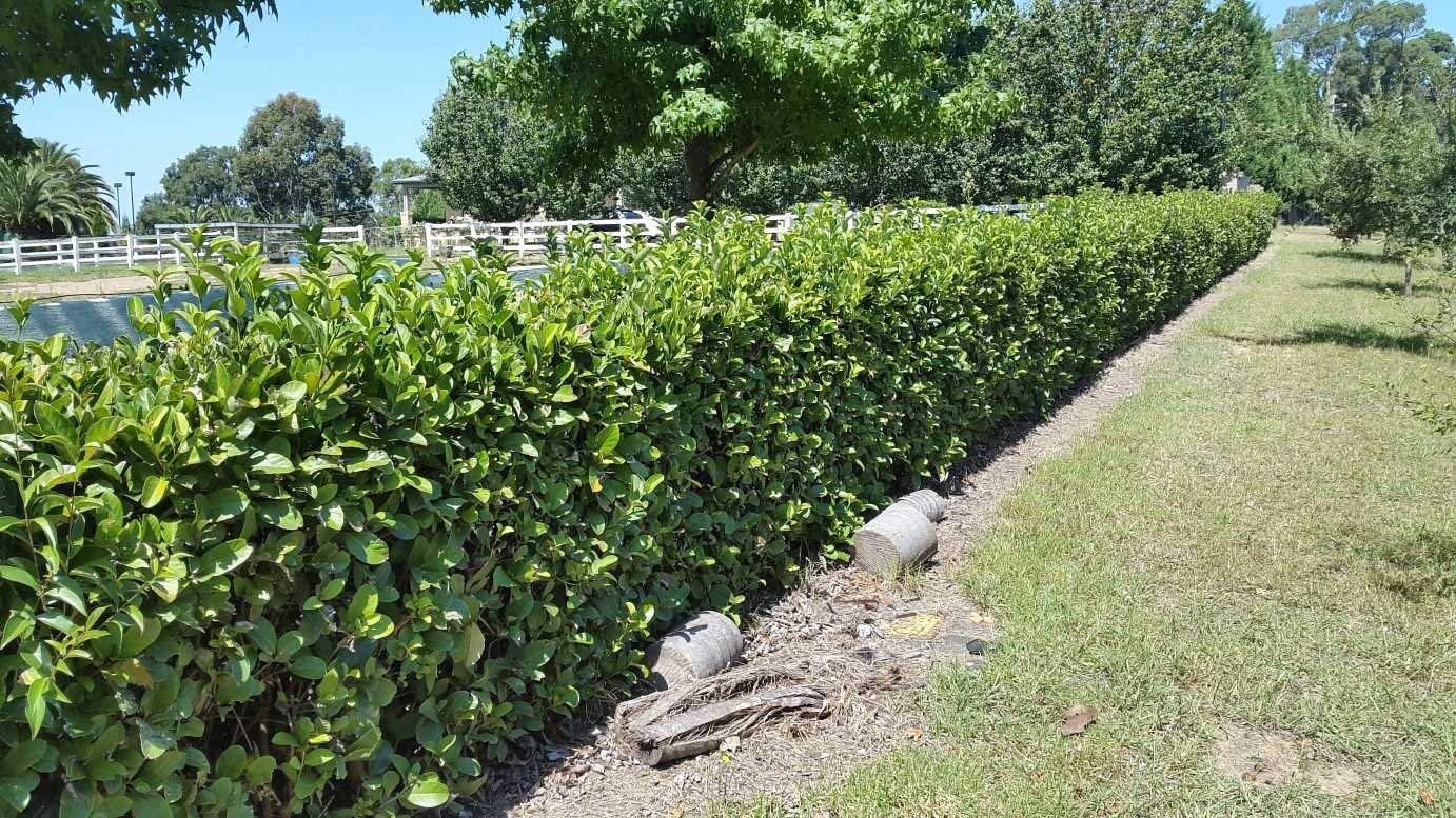 Sweet Viburnum Odoratissimum - 40 Live Evergreen Plants for Privacy Hedge, Fast Growing Shrubs for Landscaping, Garden Borders & Natural Fence Screening