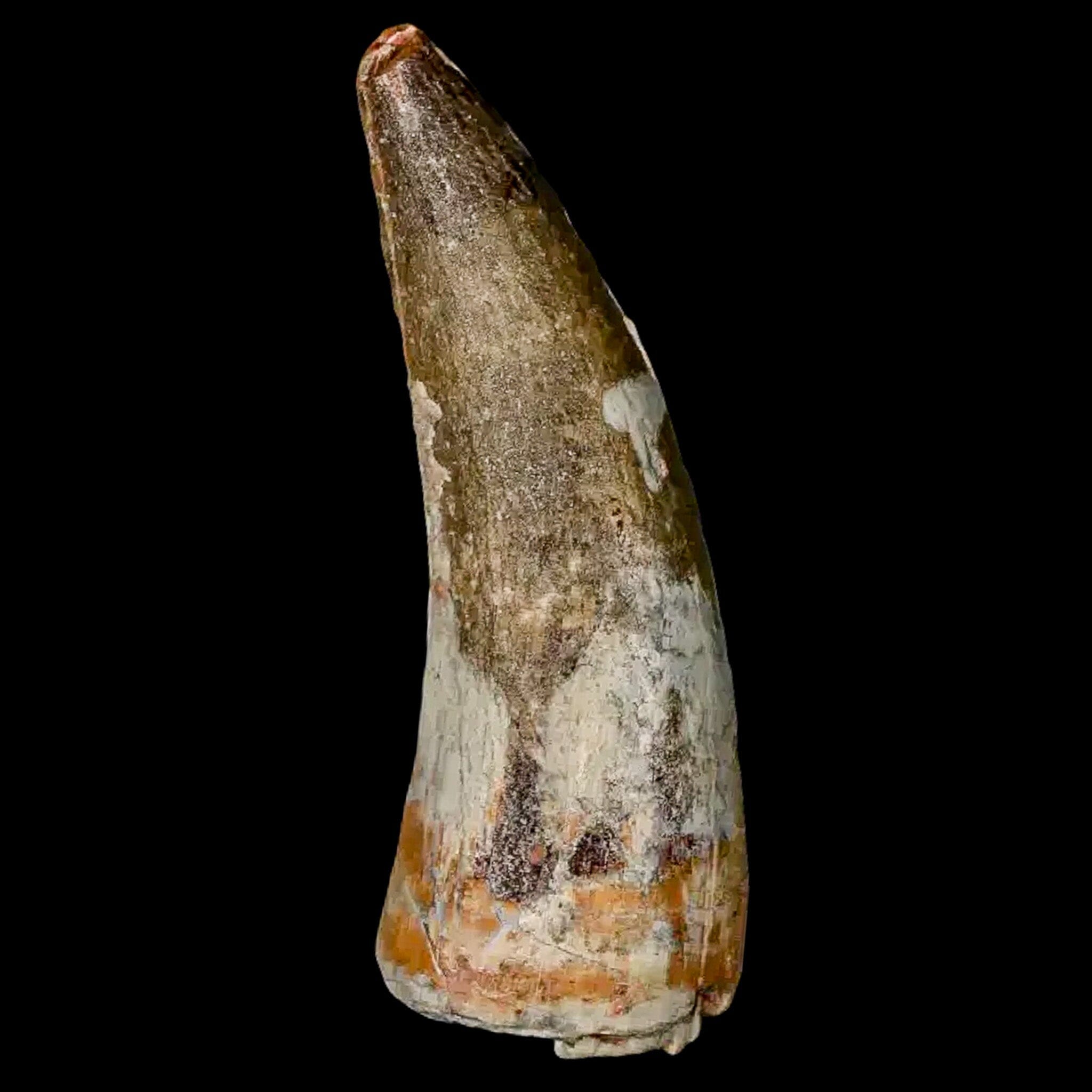 Authentic 2 Suchomimus Fossil Teeth - Cretaceous Spinosaurid Dinosaur Fossils from Niger with COA | Rare Dinosaur Collectibles for Paleontology Enthusiasts & Museum Displays