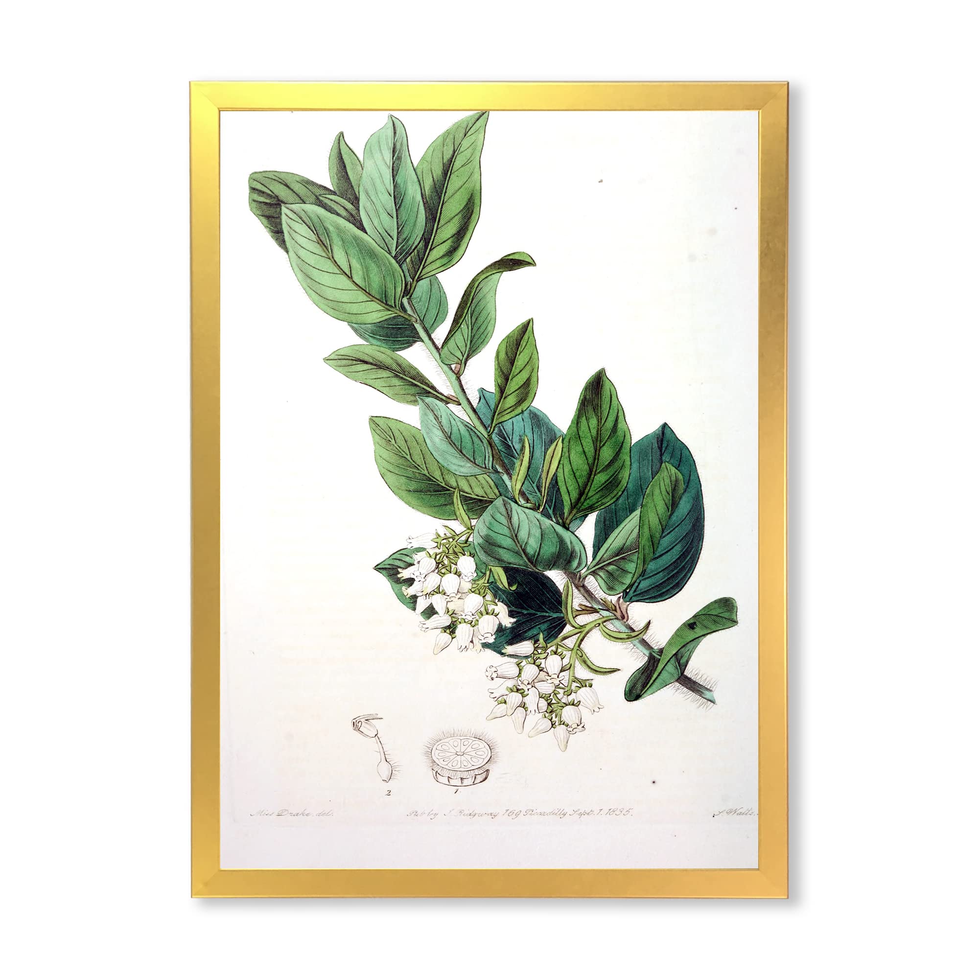 Vintage Botanicals XX Traditional Framed Wall Art - Classic Floral Home Decor for Living Room, Bedroom & Office