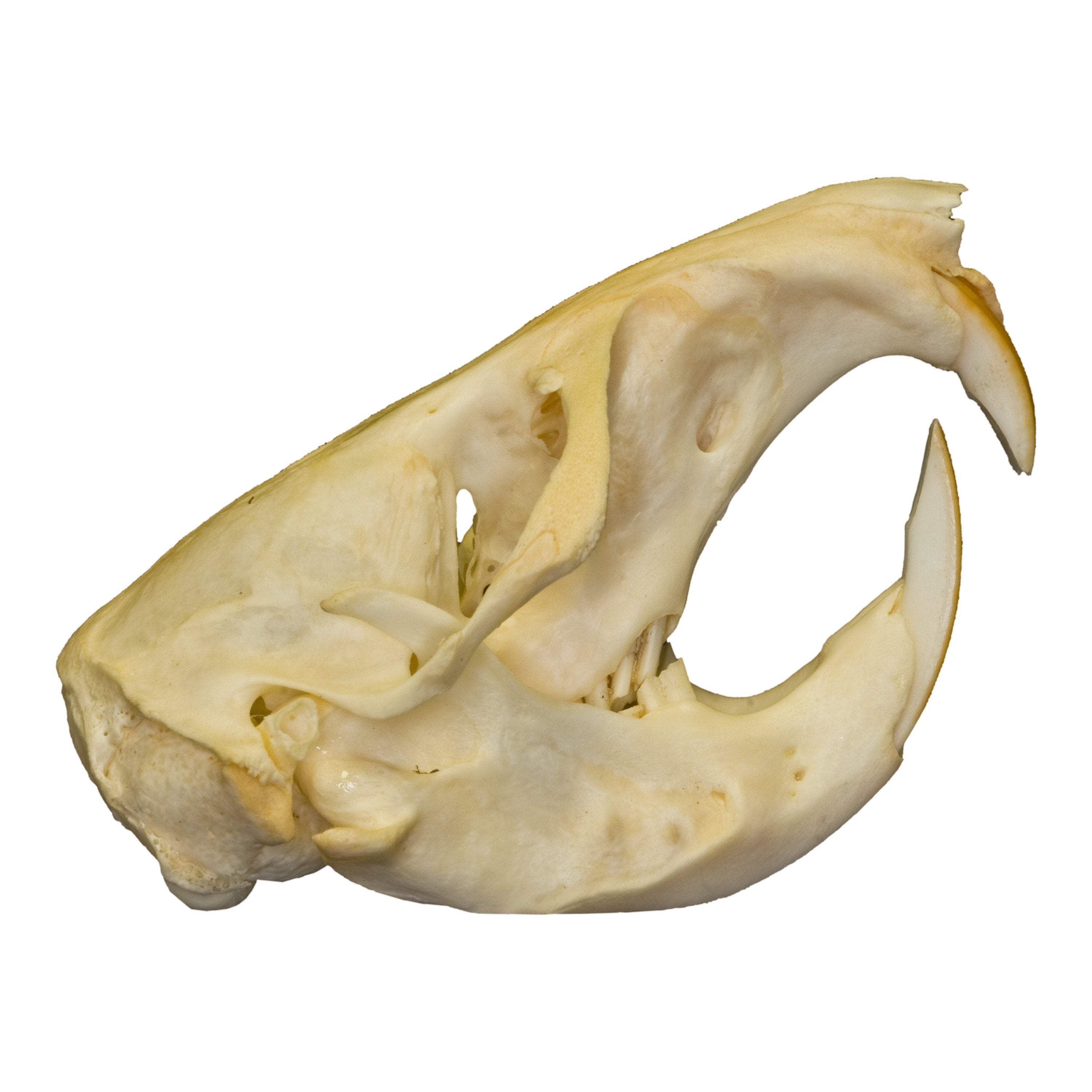Authentic Pocket Gopher Skull Specimen - Taxidermy Oddity for Science Education, Gothic Decor & Unique Collector's Item - Perfect for Biology Classrooms, Cabinets of Curiosities & Dark Aesthetic Displays