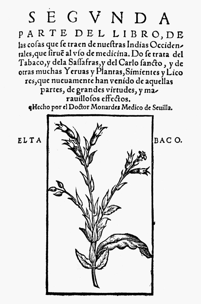 Nicotiana Tabacum Tobacco Plant 1574 - Medicinal History Book by Nicholas Bautista Monardes | Sevilla Spain Antique Botanical Illustration | Perfect for Historical Research, Botanical Studies & Vintage Decor