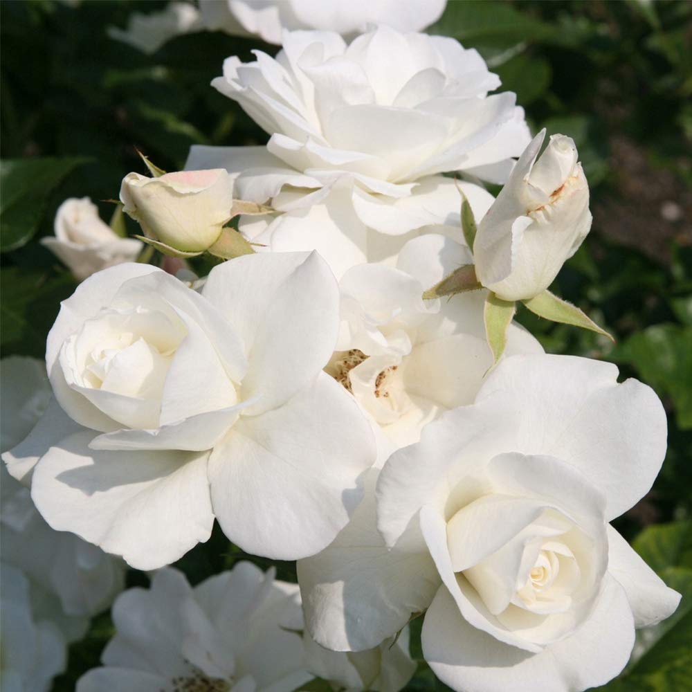 Heirloom Climbing Rose Plant - CL Iceberg White Rose Bush for Outdoor Gardens | Perfect for Trellises, Fences & Landscaping