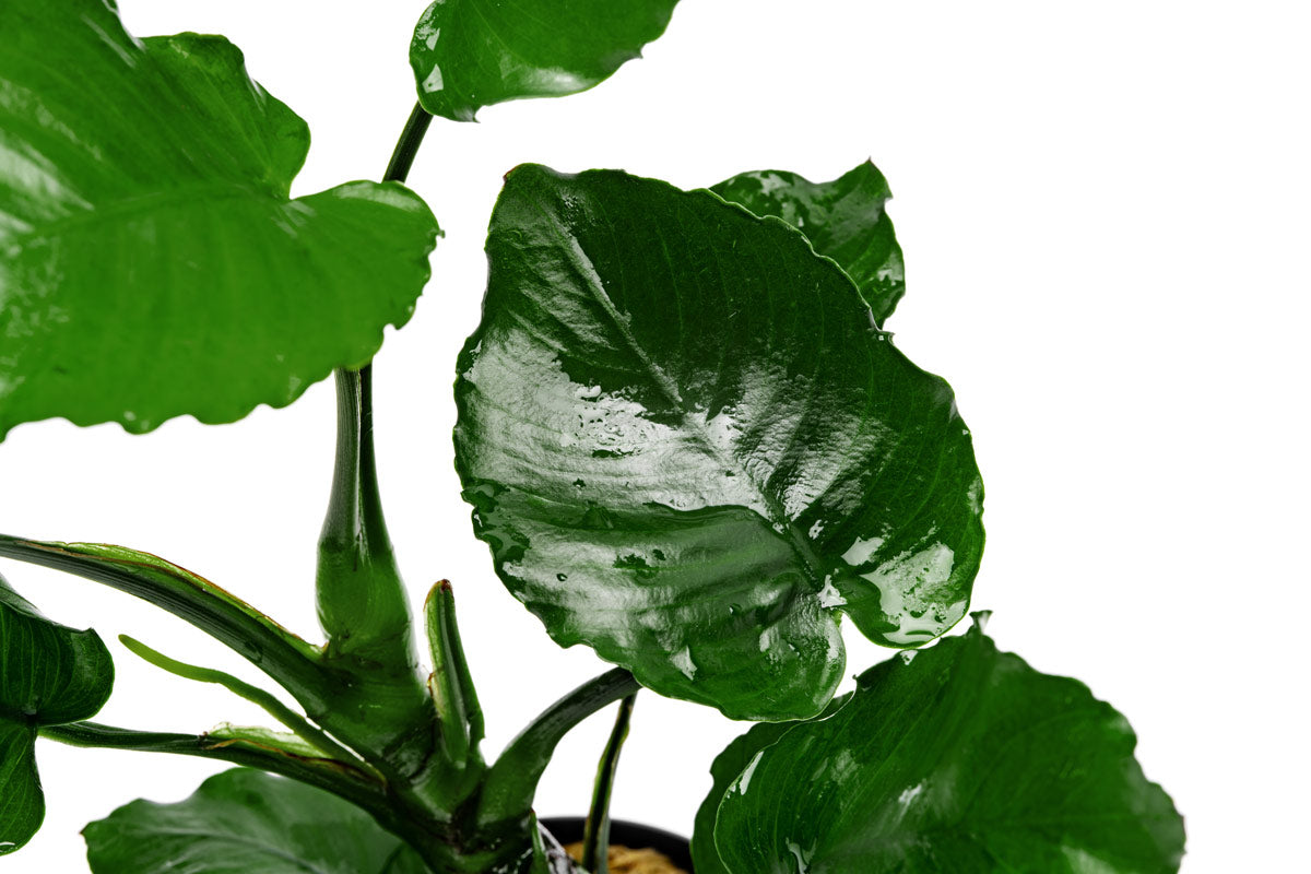 Anubias Emerald Bloom Live Aquarium Plant - Easy Low Light Freshwater Aquatic Plant for Fish Tanks & Aquascaping | Perfect for Beginners & Shrimp Tanks
