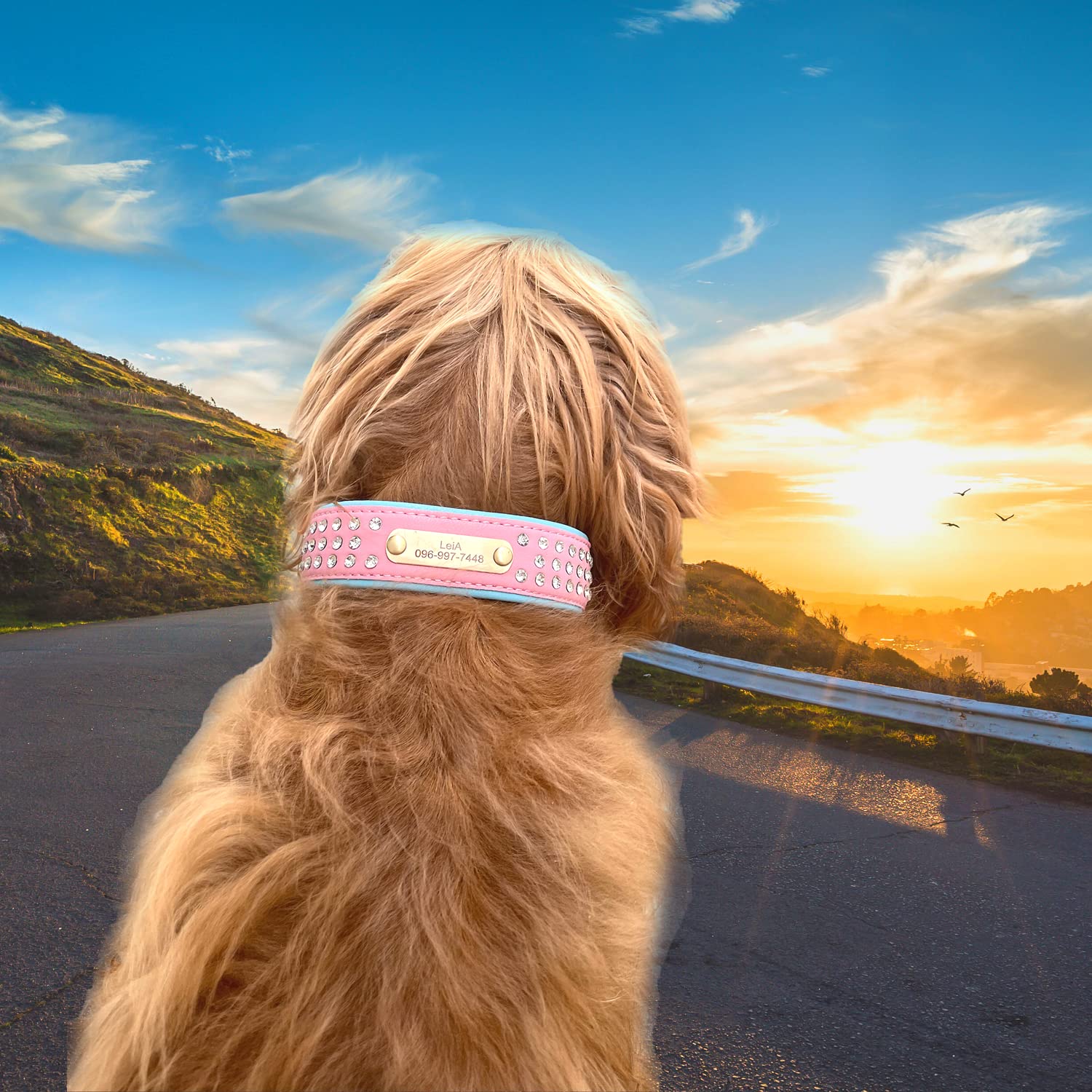 Personalized Rhinestone Dog Collar with Nameplate - Adjustable Bling Pet Collar for French Bulldog, Pitbull, Medium & Large Dogs - Pink & Black - Perfect for Training, Walks & Special Occasions