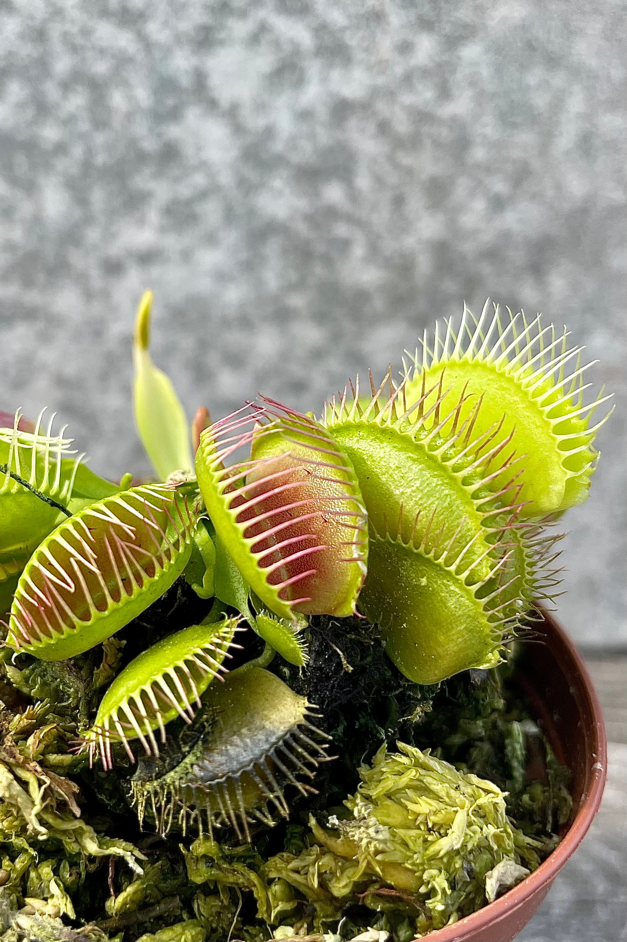 Live Dionaea Venus Flytrap - Carnivorous Plant for Natural Pest Control | Perfect for Home, Office & Garden Decor