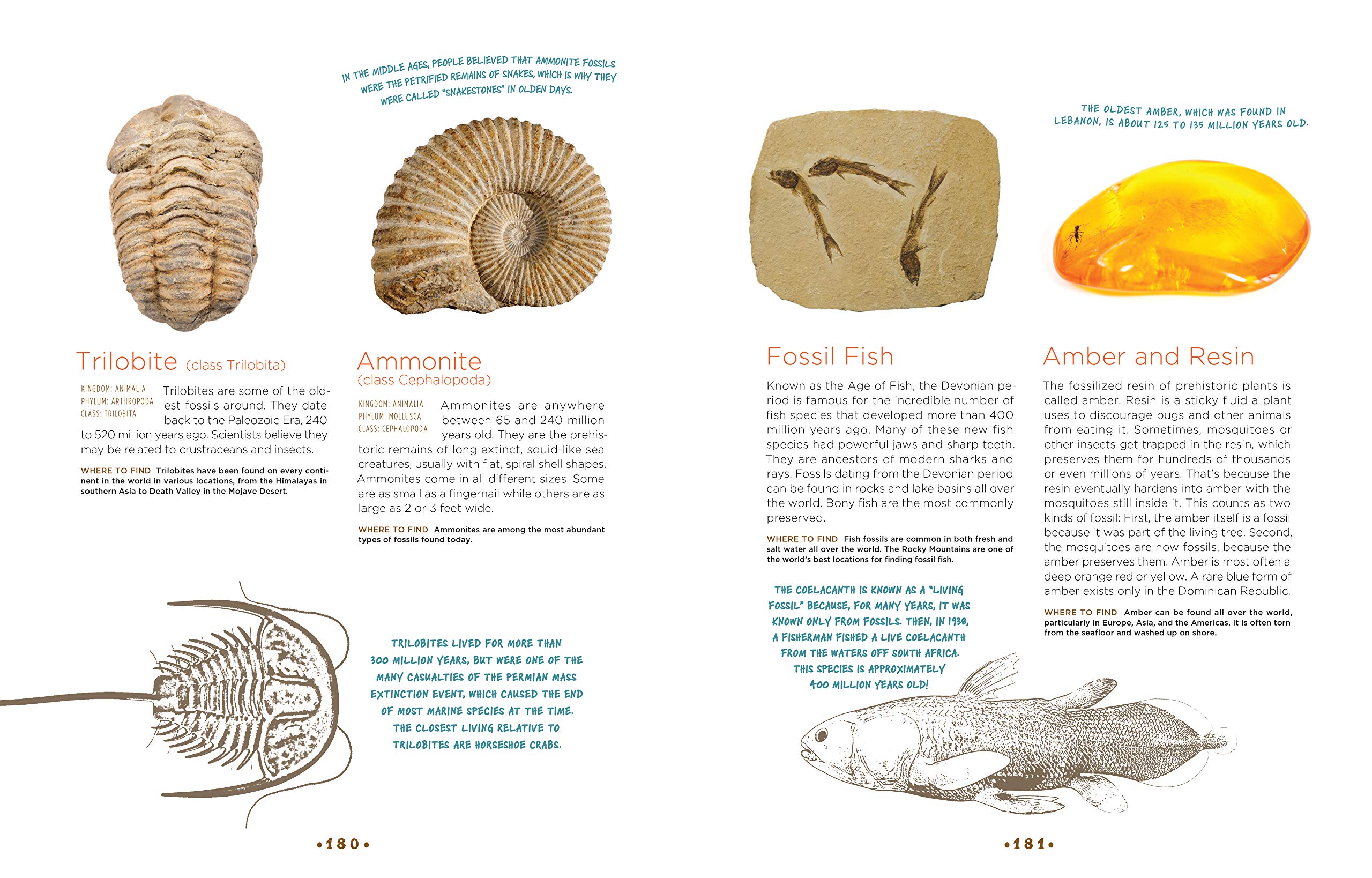 Cabinet of Curiosities: Collecting Natural Wonders & Exploring Nature's Mysteries - Perfect for Home Decor, Science Enthusiasts & Unique Gift Ideas