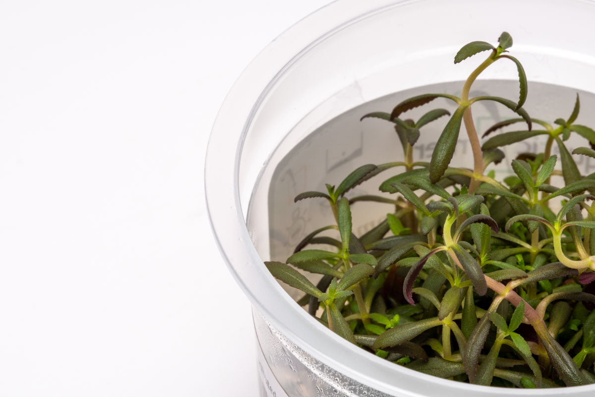 Limnophila Aromatica Aquatic Plant for Freshwater Aquariums - Perfect for Aquascaping, Fish Tanks & Aquatic Gardens