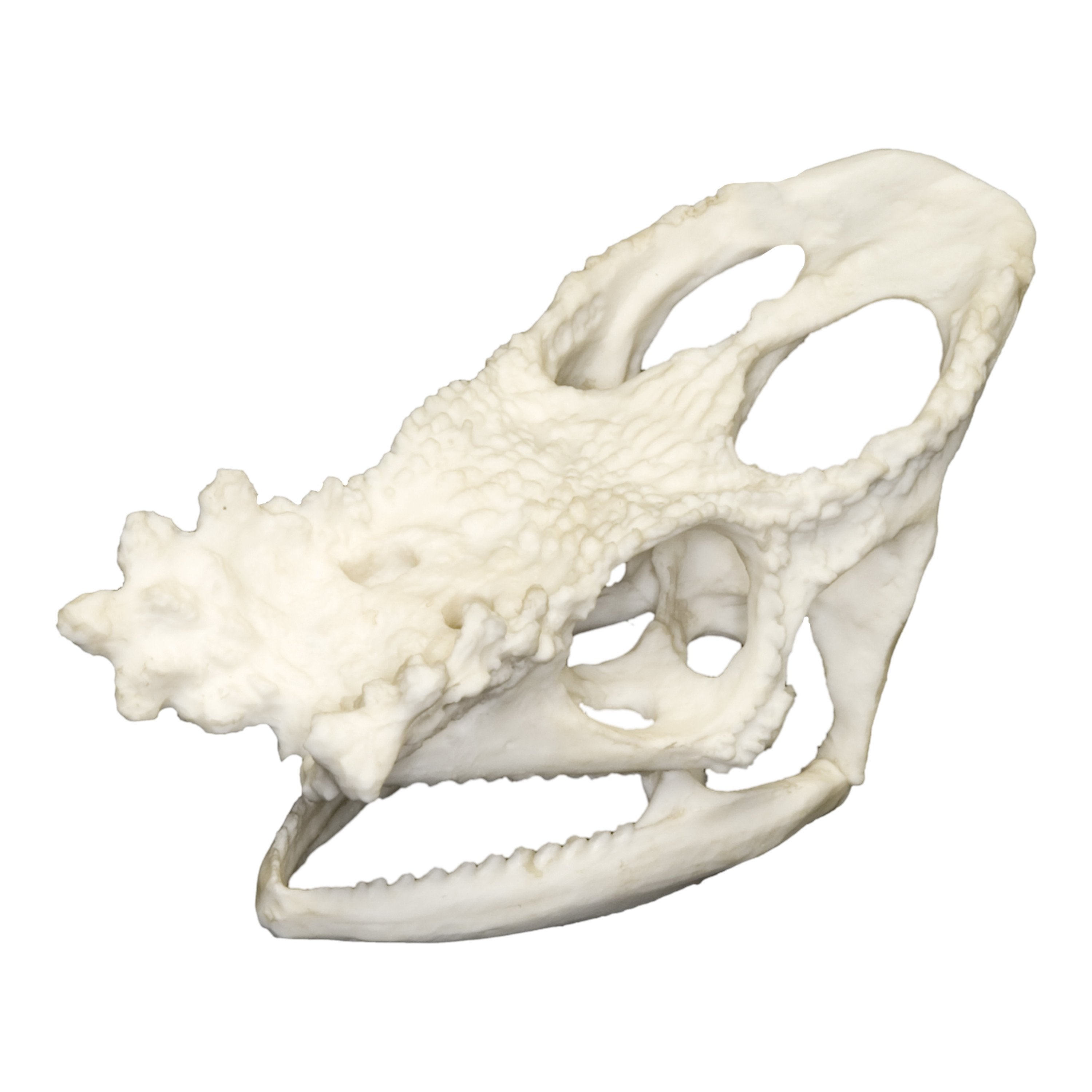 Authentic Replica Parson's Chameleon Skull - High-Quality Educational Specimen for Science Classrooms, Home Decor & Halloween Props