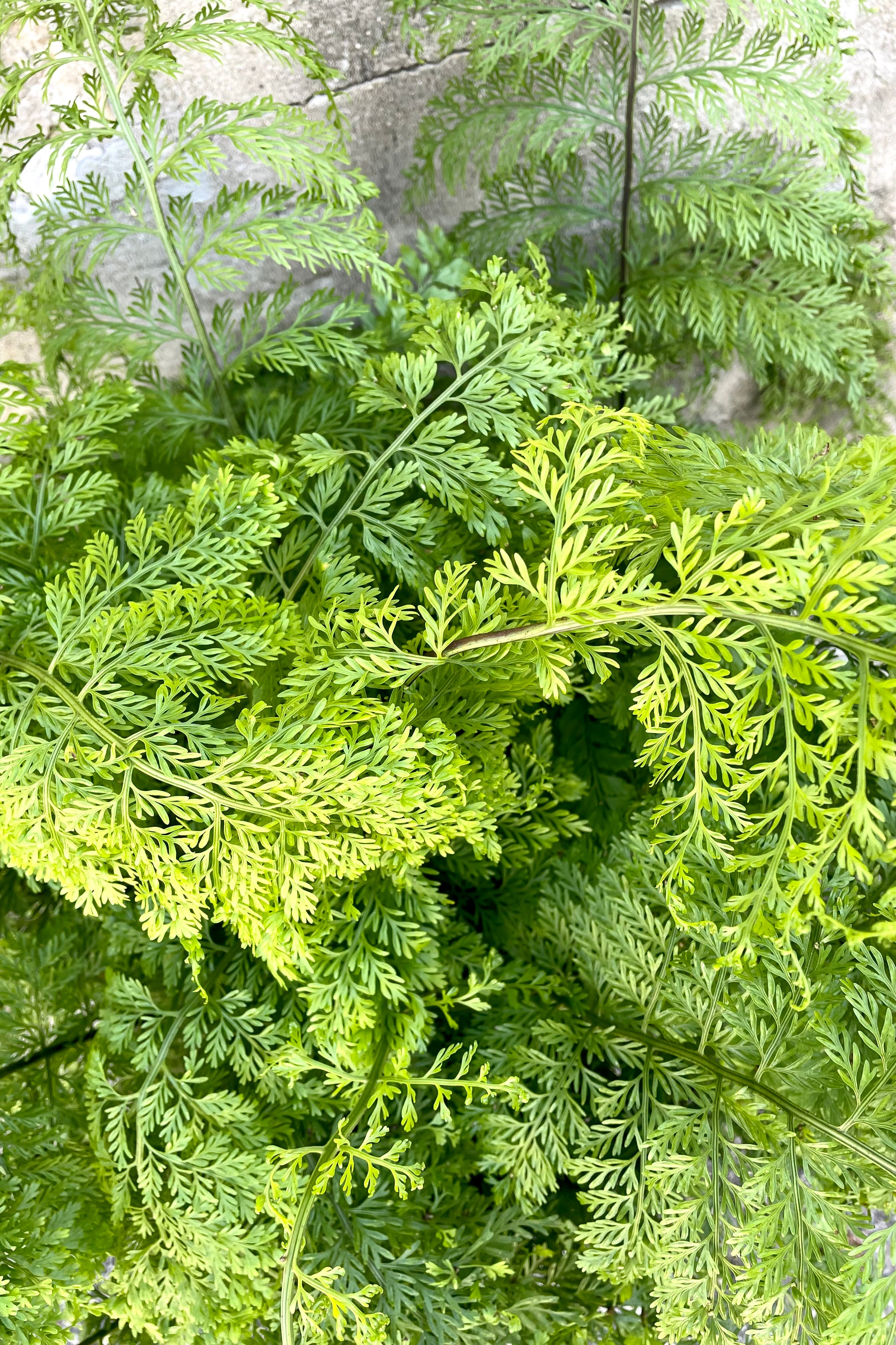 Buy Asplenium bulbiferum Mother Fern - 8 Inch Live House Plant for Indoor Gardening, Home Decor & Office Spaces | Easy-Care Air Purifying Plant