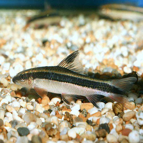 Siamese Algae Eater Fish (Crossocheilus siamensis) - Freshwater Aquarium Cleaner for Algae Control | Perfect for Planted Tanks & Community Aquariums
