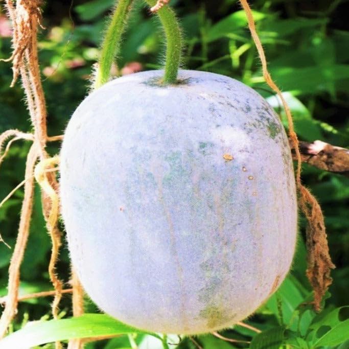 60+ Giant Winter Melon Seeds for Planting - Ash Wax Gourd, White Skin Chinese Dong Gua, Tallow Pumpkin - Grow Your Own Asian Vegetable at Home, Farm or Patio - Perfect for Soups, Stews and Healthy Asian Cuisine