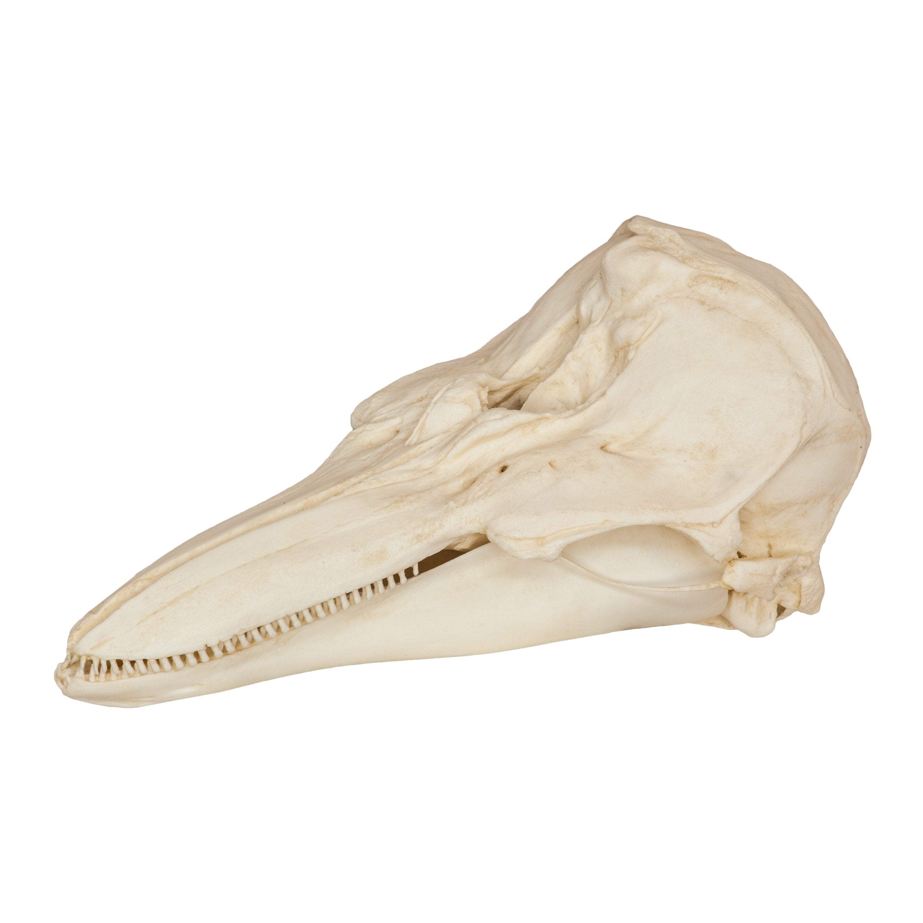 Authentic Replica Harbor Porpoise Skull - Lifelike Marine Mammal Specimen for Science Education, Home Decor & Halloween Props