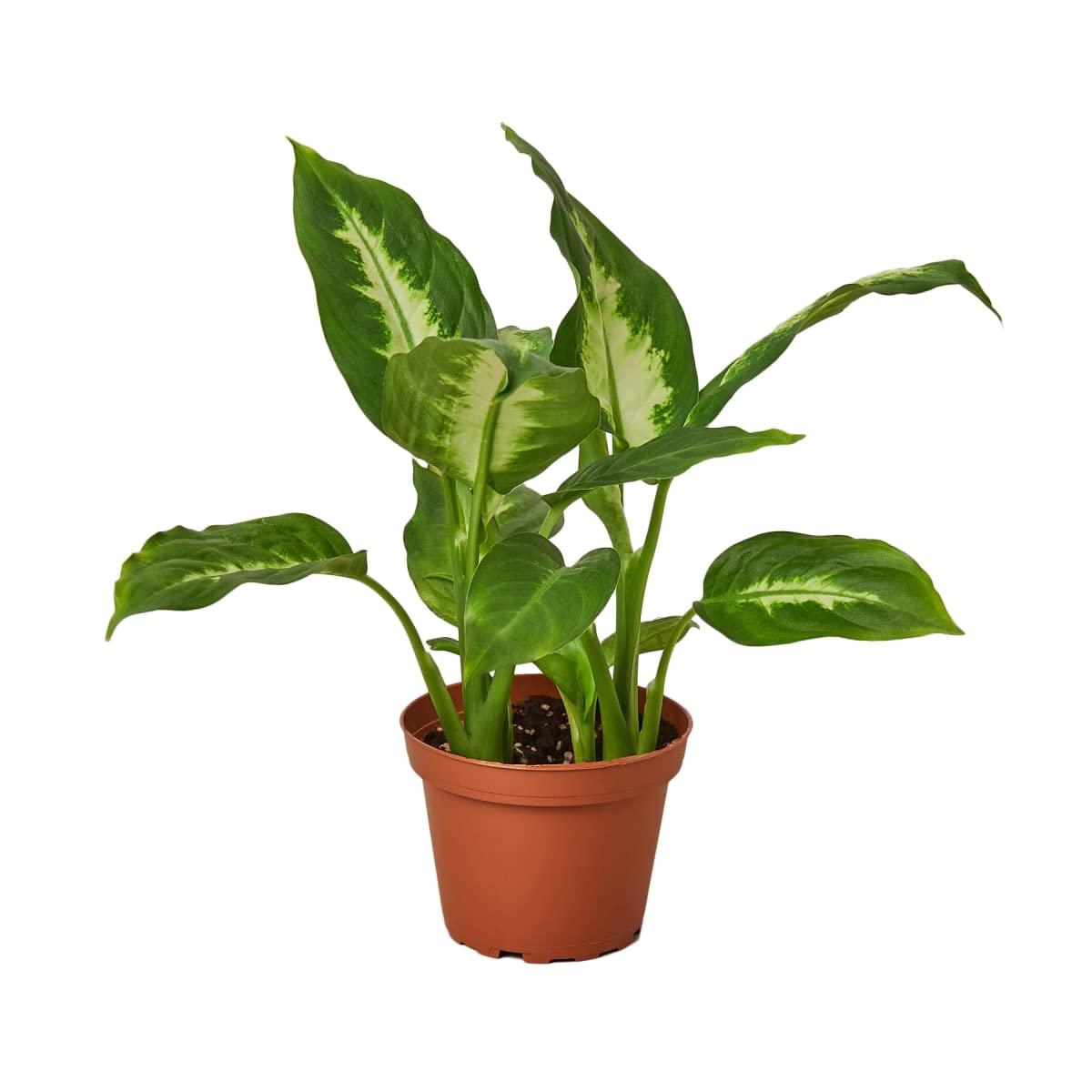 Dieffenbachia Camille House Plant - 6 Inch Pot | Easy Care Indoor Plant for Home & Office Decor | Perfect for Living Room, Bedroom, or Desk