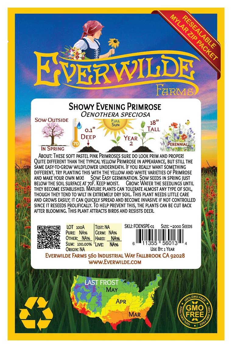 2000 Showy Evening Primrose Native Wildflower Seeds - Premium Gold Vault Jumbo Seed Packet for Gardening, Landscaping & Pollinator Gardens - Attracts Butterflies & Bees - Everwilde Farms