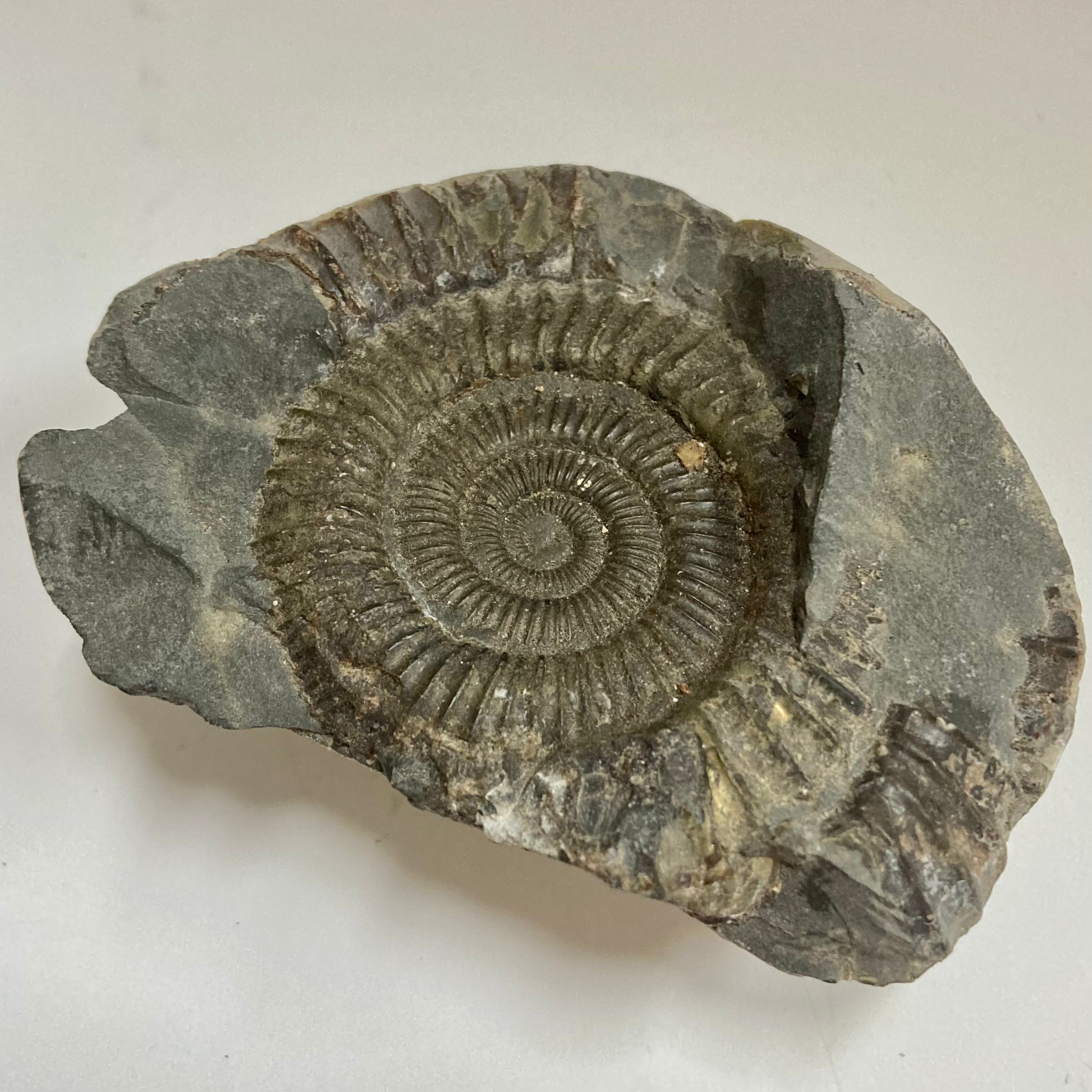 Authentic Ammonite Fossil - Dactylioceras sp. Specimen for Collectors, Home Decor & Educational Use | Perfect for Geology Enthusiasts, Classroom Display & Unique Gift Idea