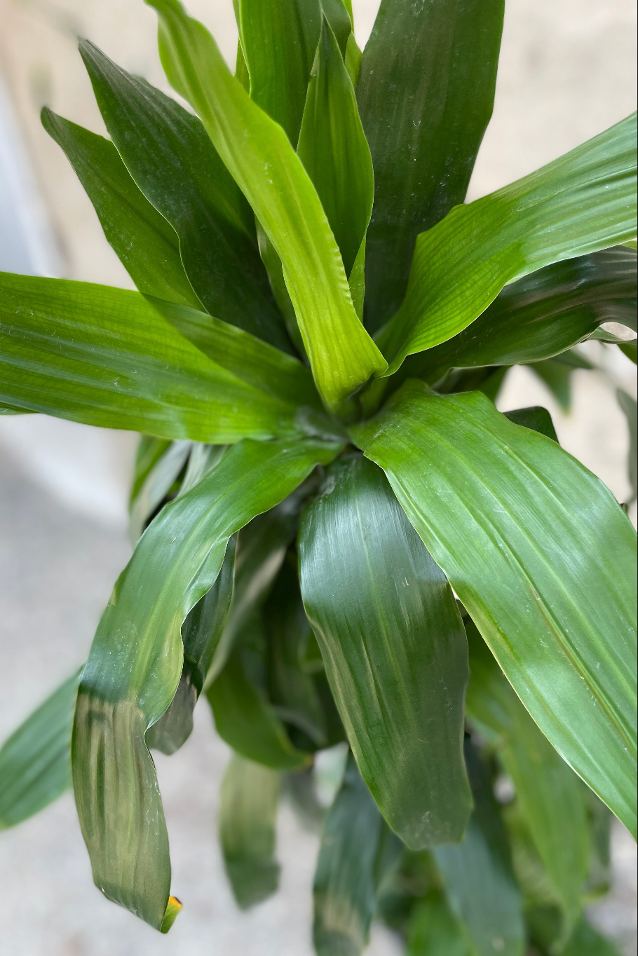 Dracaena 'Janet Craig' #2 Cane - 3ft Tall Live Indoor Plant for Home & Office Decor - Low Maintenance Air Purifying Houseplant for Living Room, Bedroom or Workspace
