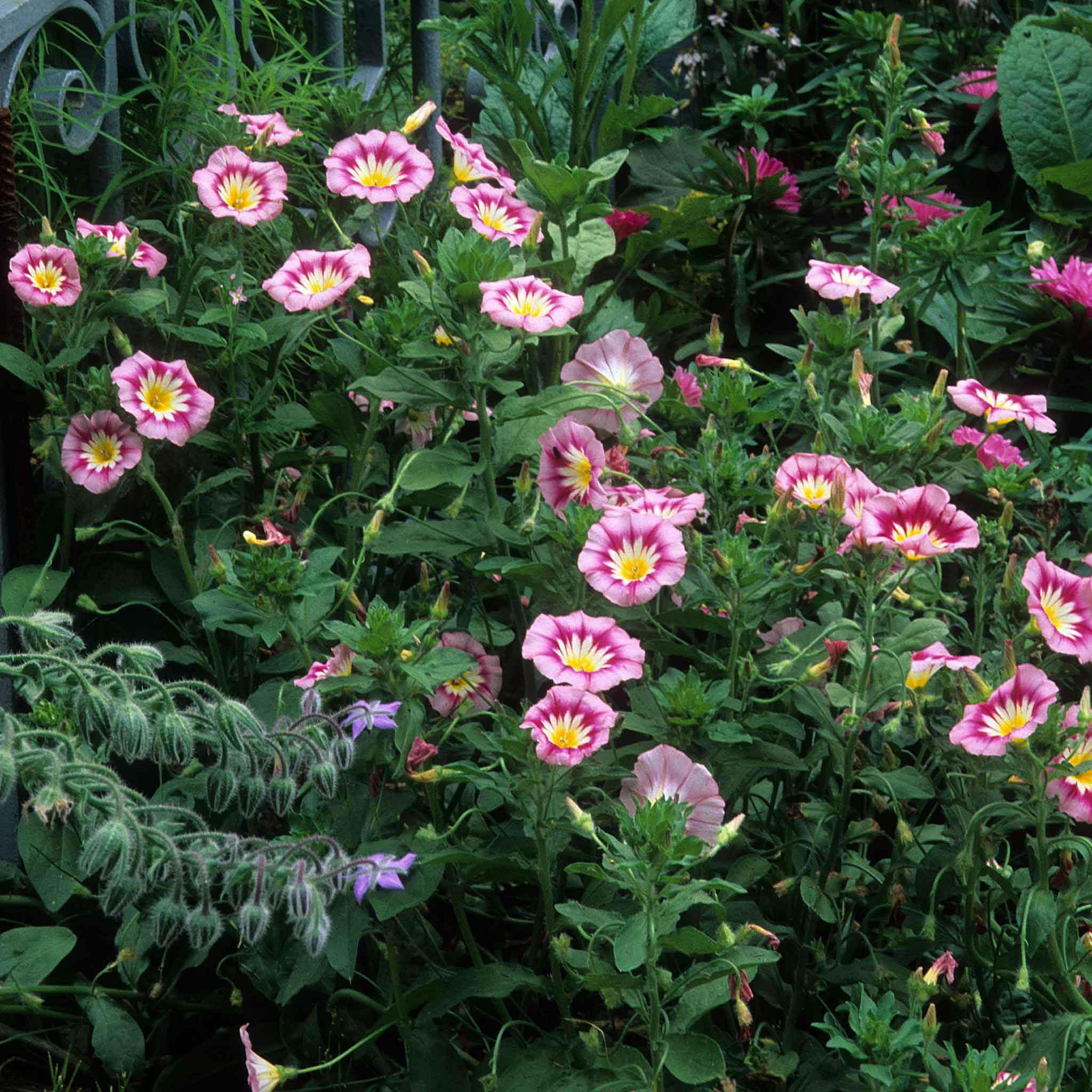 Eden Brothers Dwarf Morning Glory Seeds - Rose Ensign Variety for Garden, Containers & Trellises | Perfect for Home Landscaping & Outdoor Decor