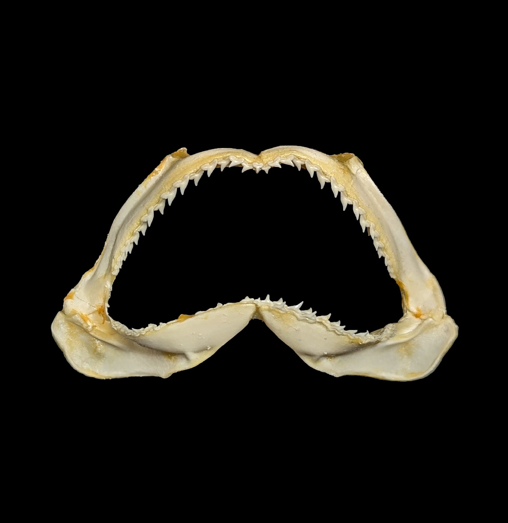 Authentic Bull Shark Jaw - Real Shark Teeth for Collectors, Home Decor, and Educational Use | Perfect for Marine Biology Enthusiasts and Unique Gift Ideas