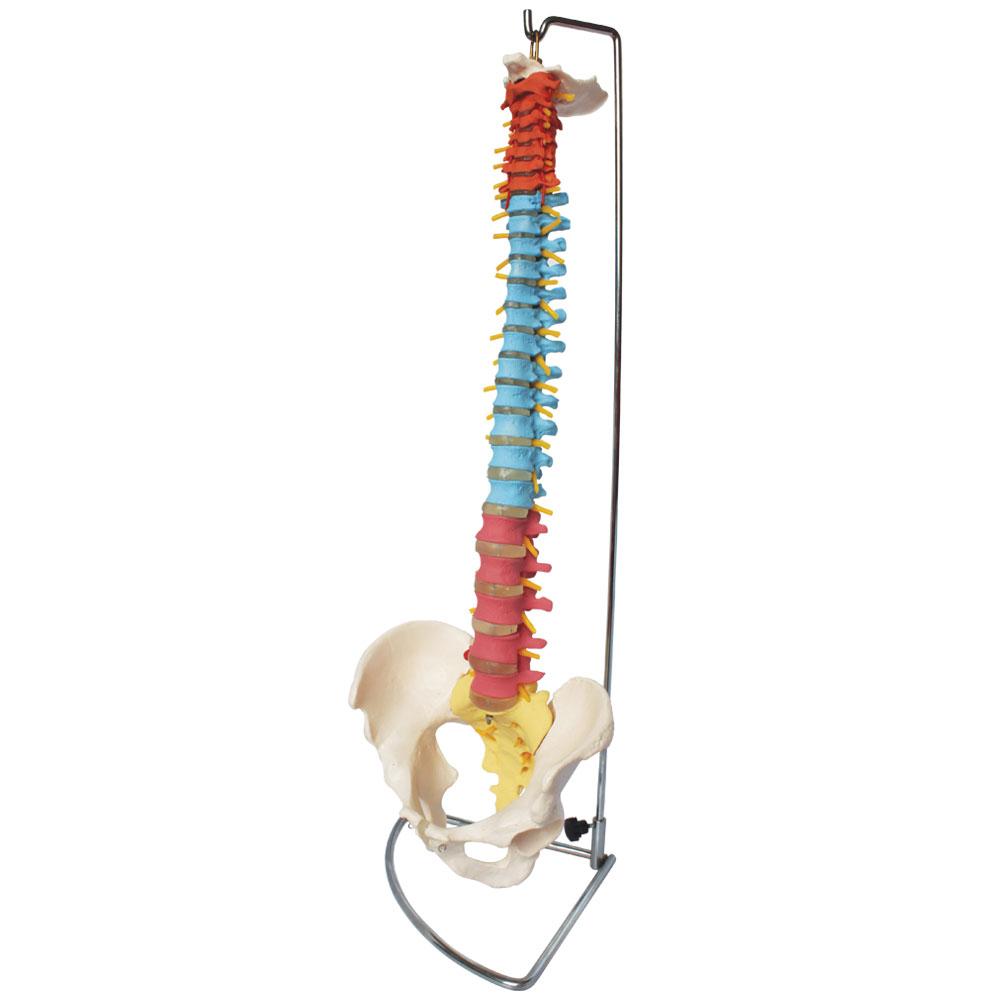 66Fit Anatomical Flexible Vertebral Column with Pelvis - Color-Coded Human Spine Model for Medical Study, Chiropractic Training & Physical Therapy Education | Perfect for Classroom, Clinic & Home Learning