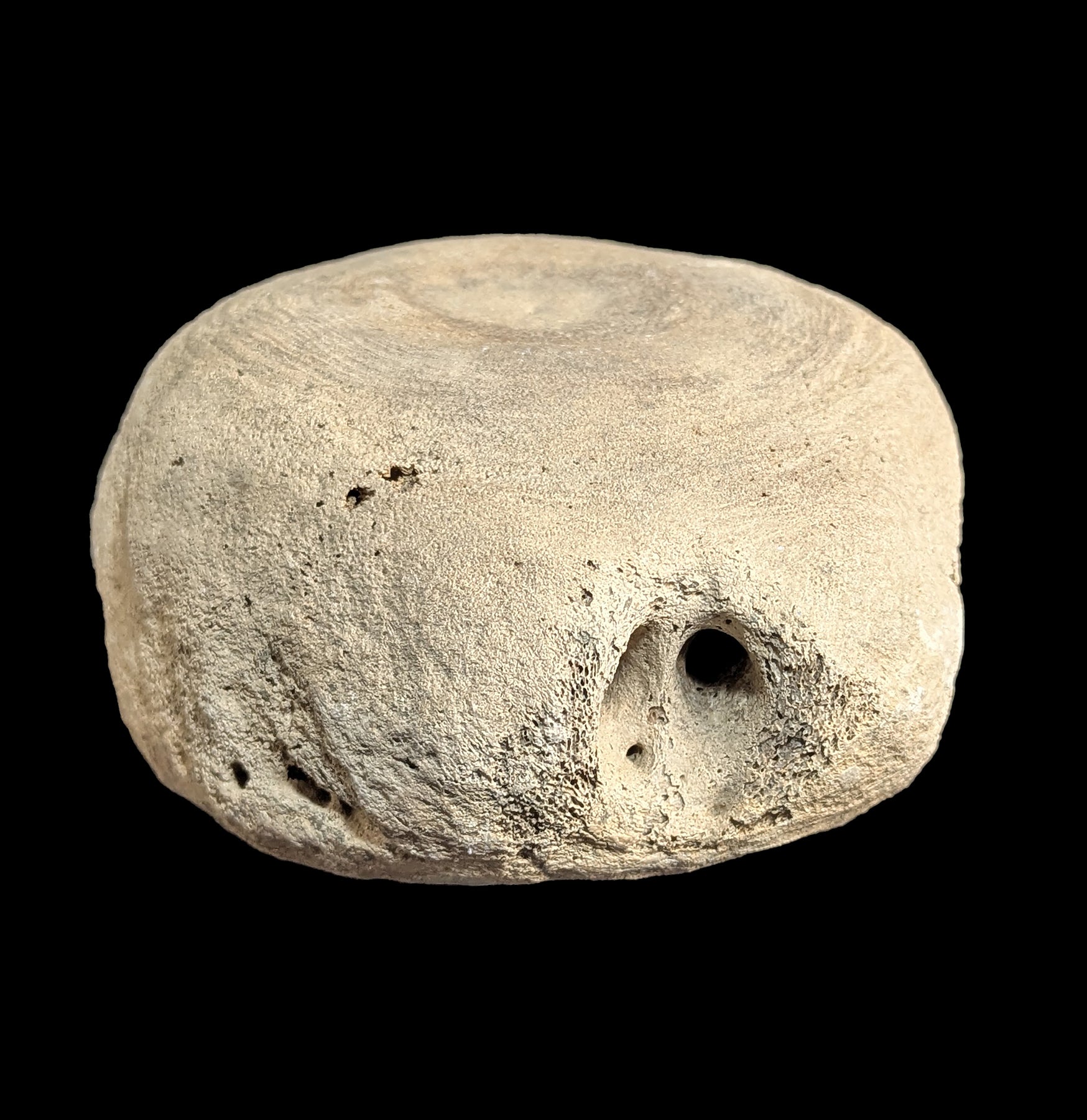 Authentic Fossil Whale Vertebrae for Sale - Rare Marine Mammal Bone Specimen - Perfect for Paleontology Collectors & Home Decor