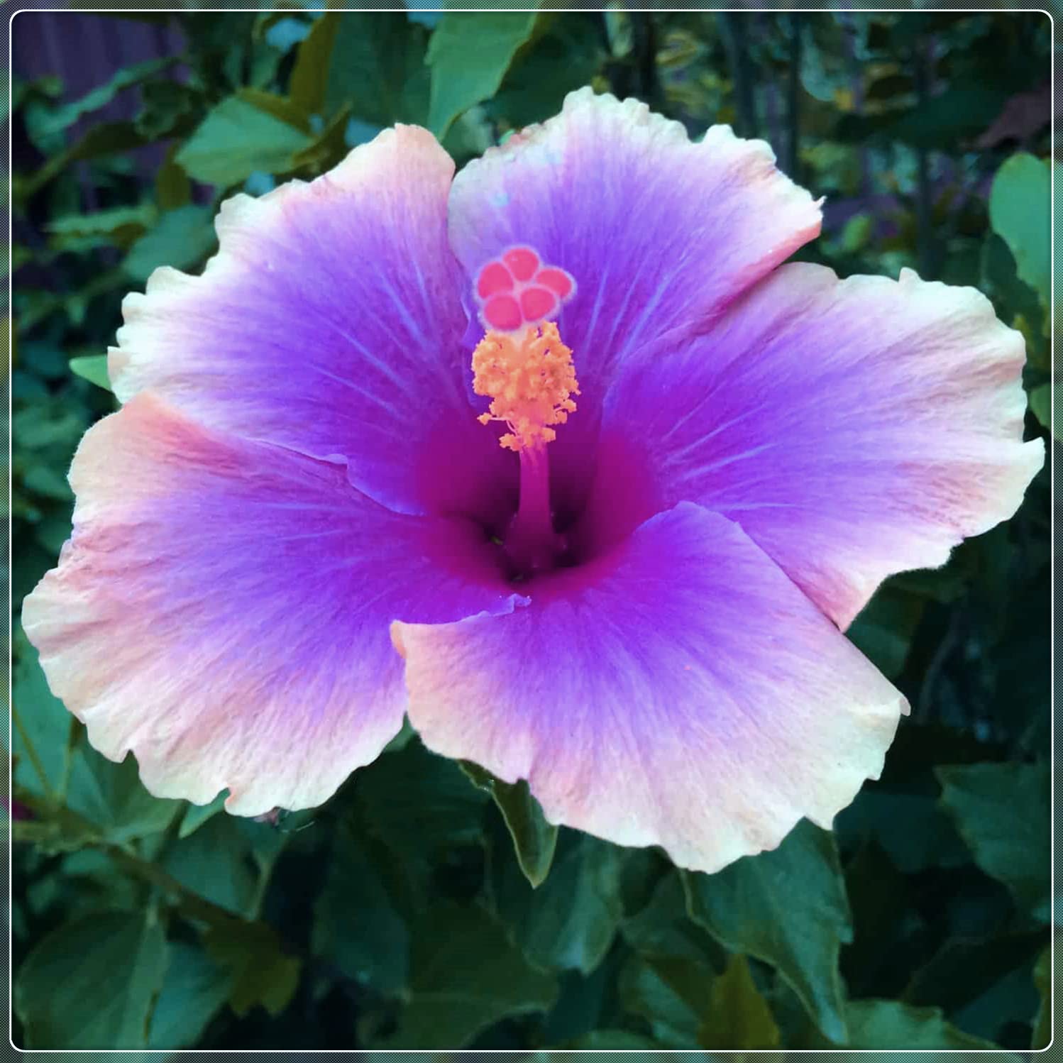 4-PCS Hardy Perennial Hibiscus Plants - Ready to Grow in Flower Pots | Year-Round Blooming Hibiscus for Garden & Patio | Perfect Gift for Plant Lovers & Home Decor