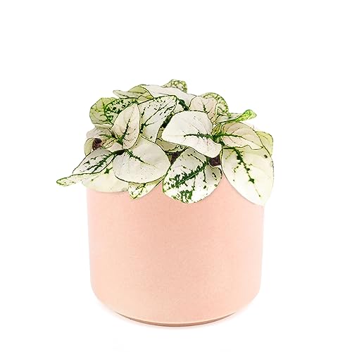 Hypoestes Phyllostachya White Splash