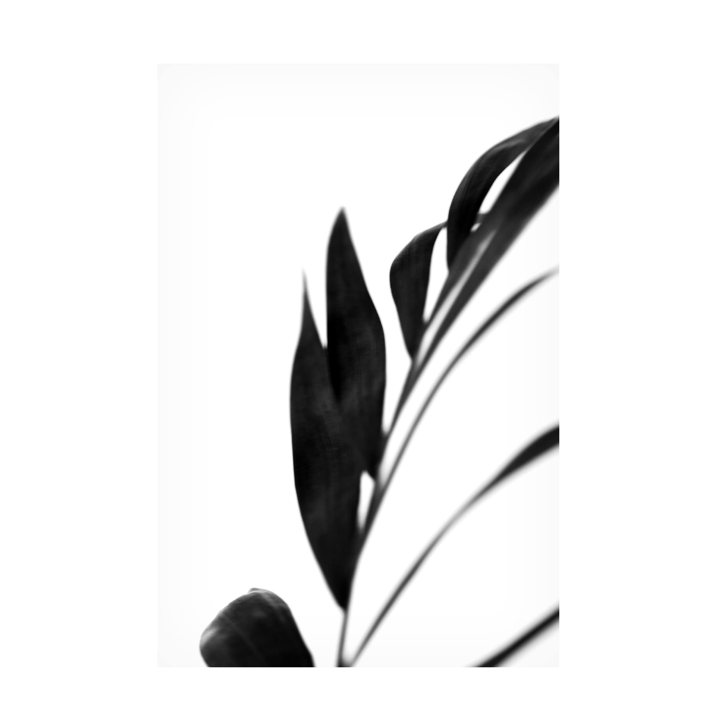 Renee W Stramel 'Black Palms III' Framed Canvas Wall Art Print - Tropical Beach Decor for Living Room, Bedroom & Office