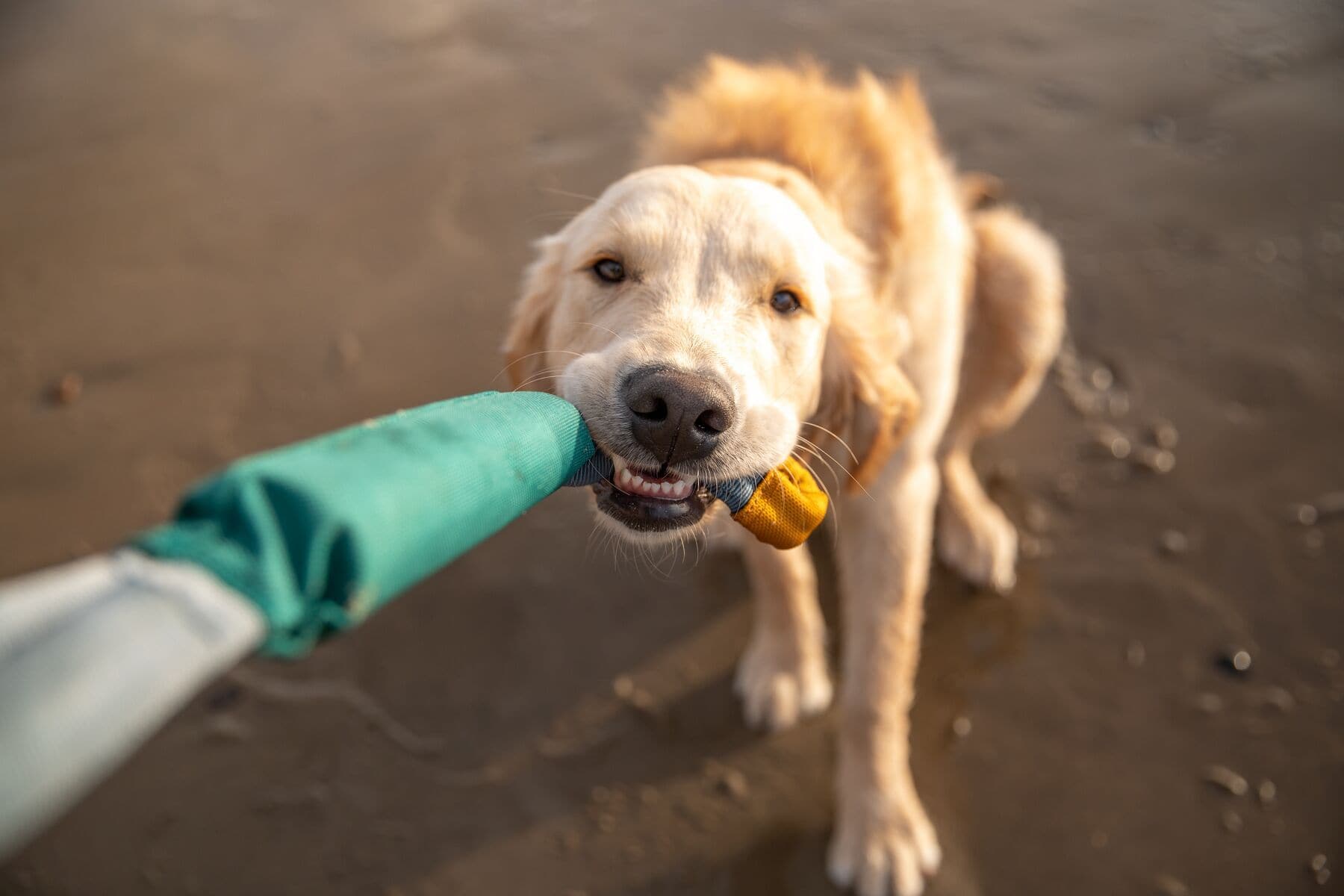Ruffwear® Pacific Ring Loop Dog Toy - Green Aqua (Aurora Teal) for Fetch, Tug-of-War & Outdoor Play - Durable Chew Toy for Active Dogs
