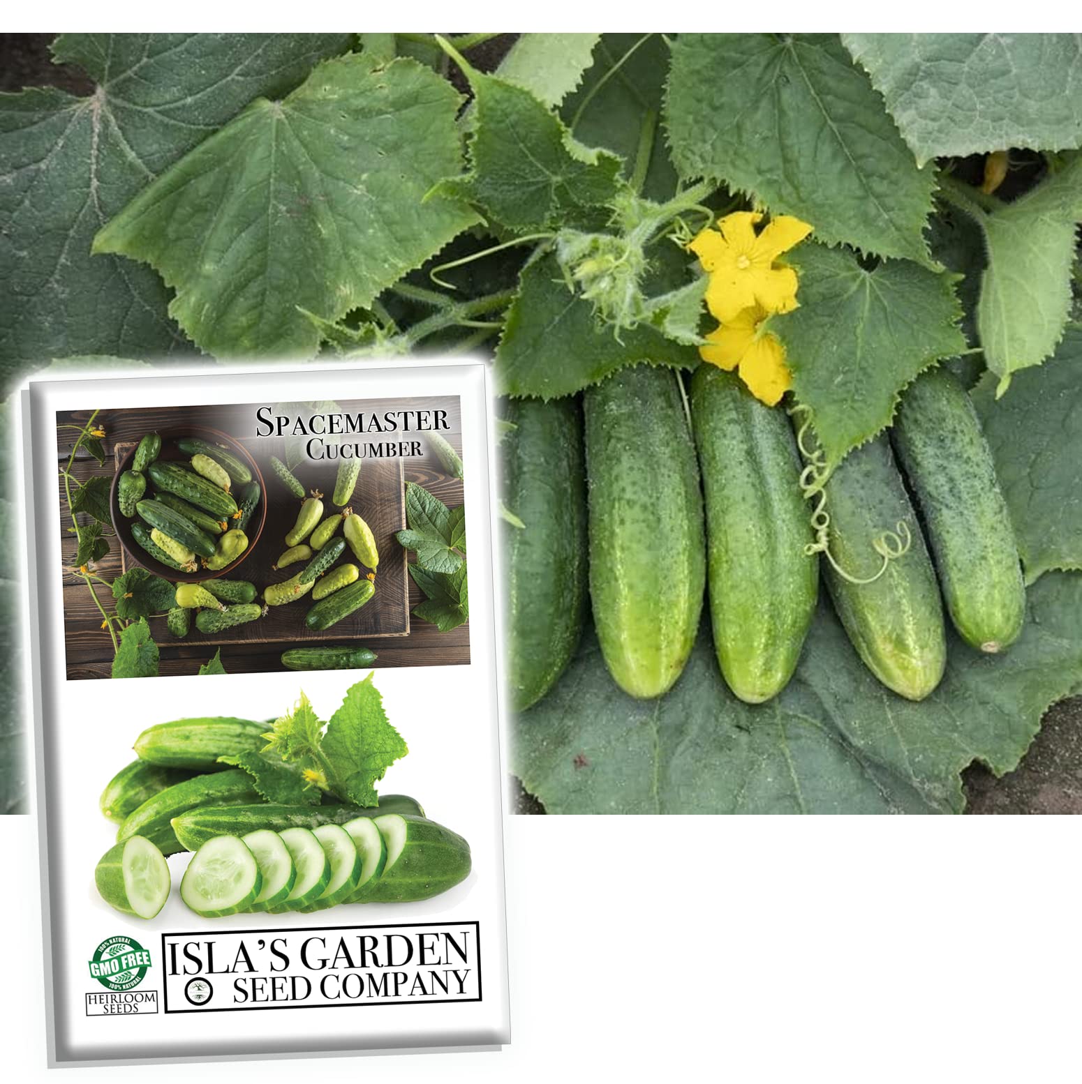 Organic Spacemaster Cucumber Seeds - 100+ Heirloom Non-GMO Seeds (Cucumis sativus) | 85% Germination Rate | Perfect for Home Gardens, Containers & Vertical Gardening