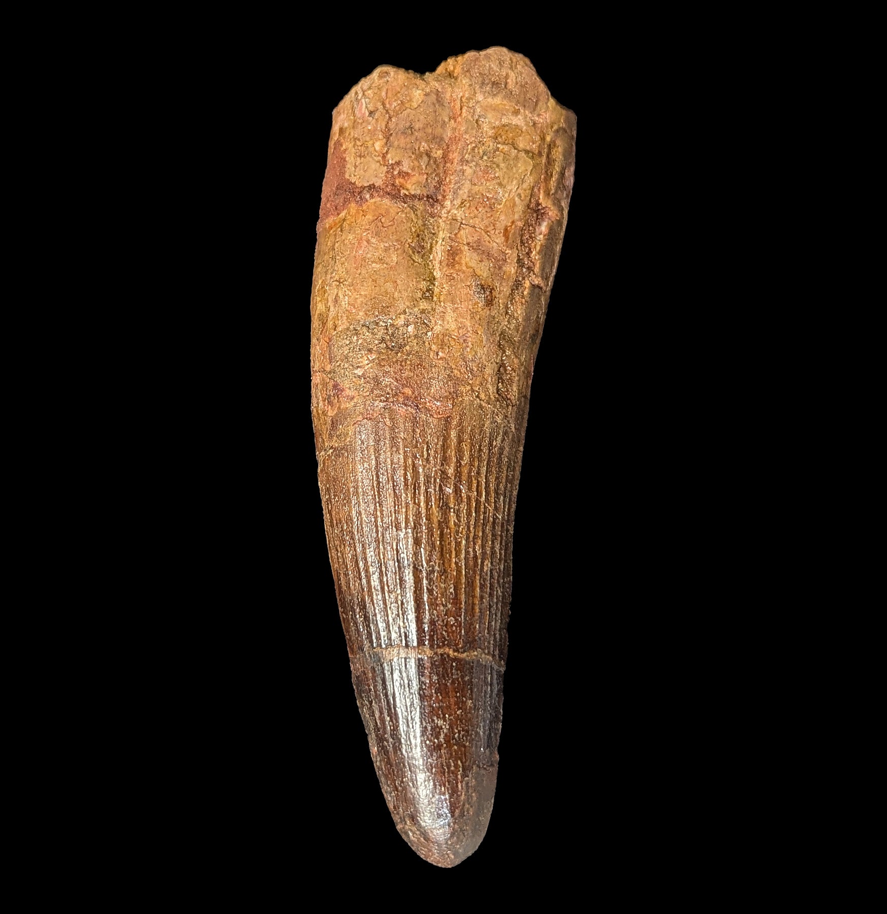Authentic Spinosaurus Dinosaur Tooth Fossil Specimen - Real Prehistoric Dinosaur Teeth Collection for Paleontology Enthusiasts & Home Decor - Perfect for Science Classrooms, Museum Displays & Dinosaur-Themed Room Decor