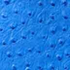 Blue Ostrich