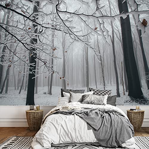 Forest in the Winter Time
