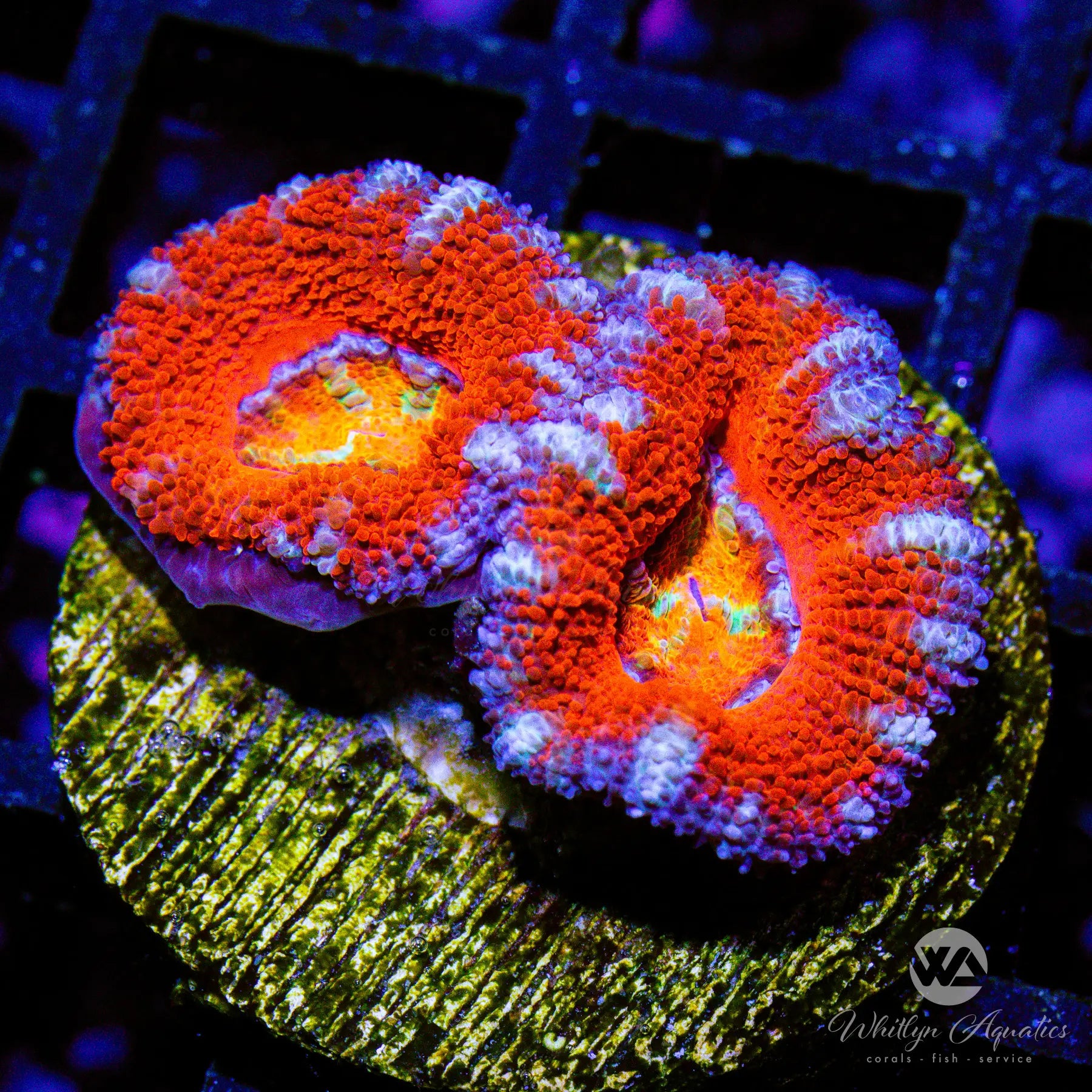 D08 WA Starbomb Zoa Coral - Premium WYSIWYG Live Coral for Saltwater Aquariums | Perfect for Reef Tanks & Marine Aquascaping