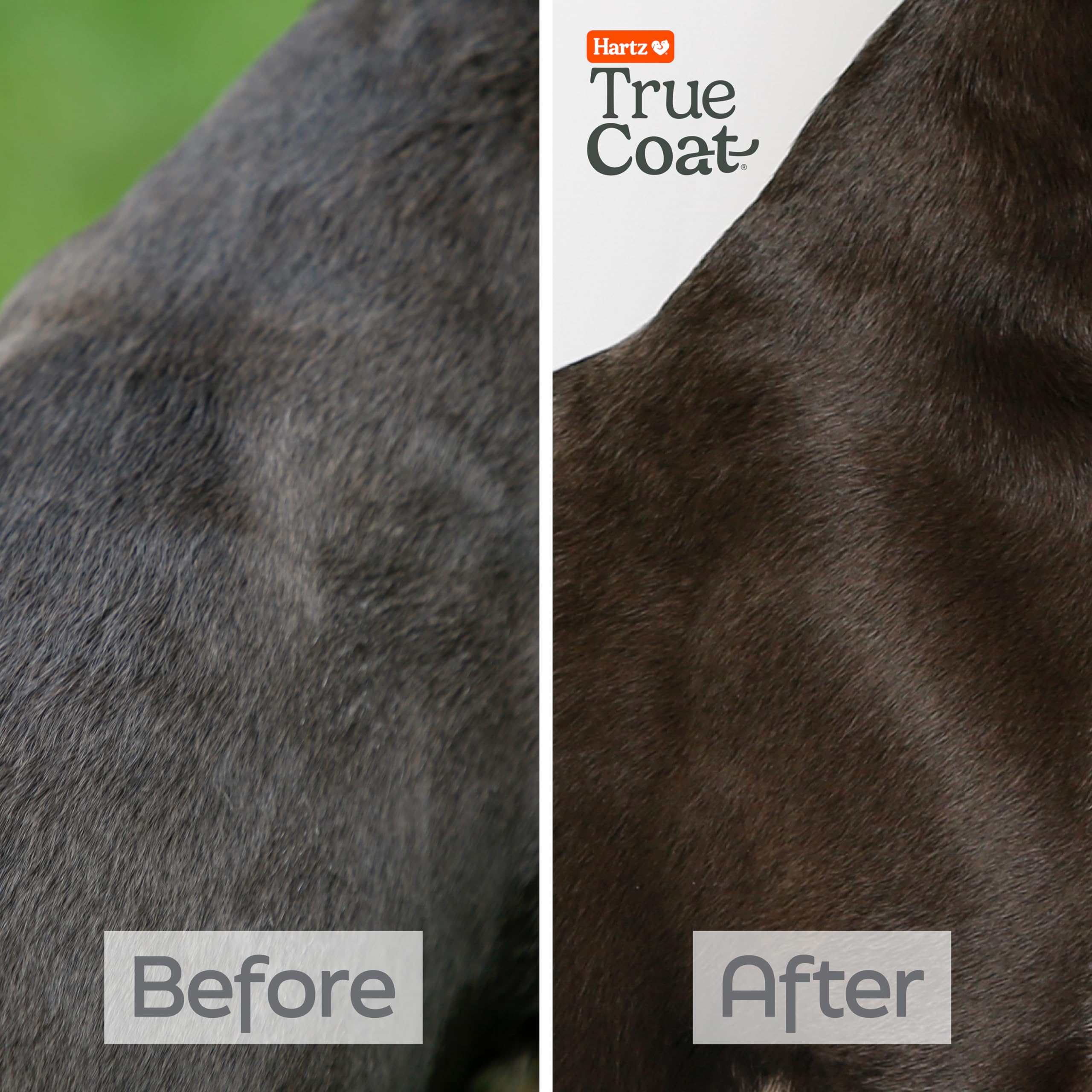 Hartz True Coat Short & Smooth Coat Dog Shampoo - Oat Milk, Coconut Oil & Vitamin E Formula for Soothing & Shining - Gentle Cleansing for Short-Haired Dogs - Perfect for Bath Time & Grooming Sessions