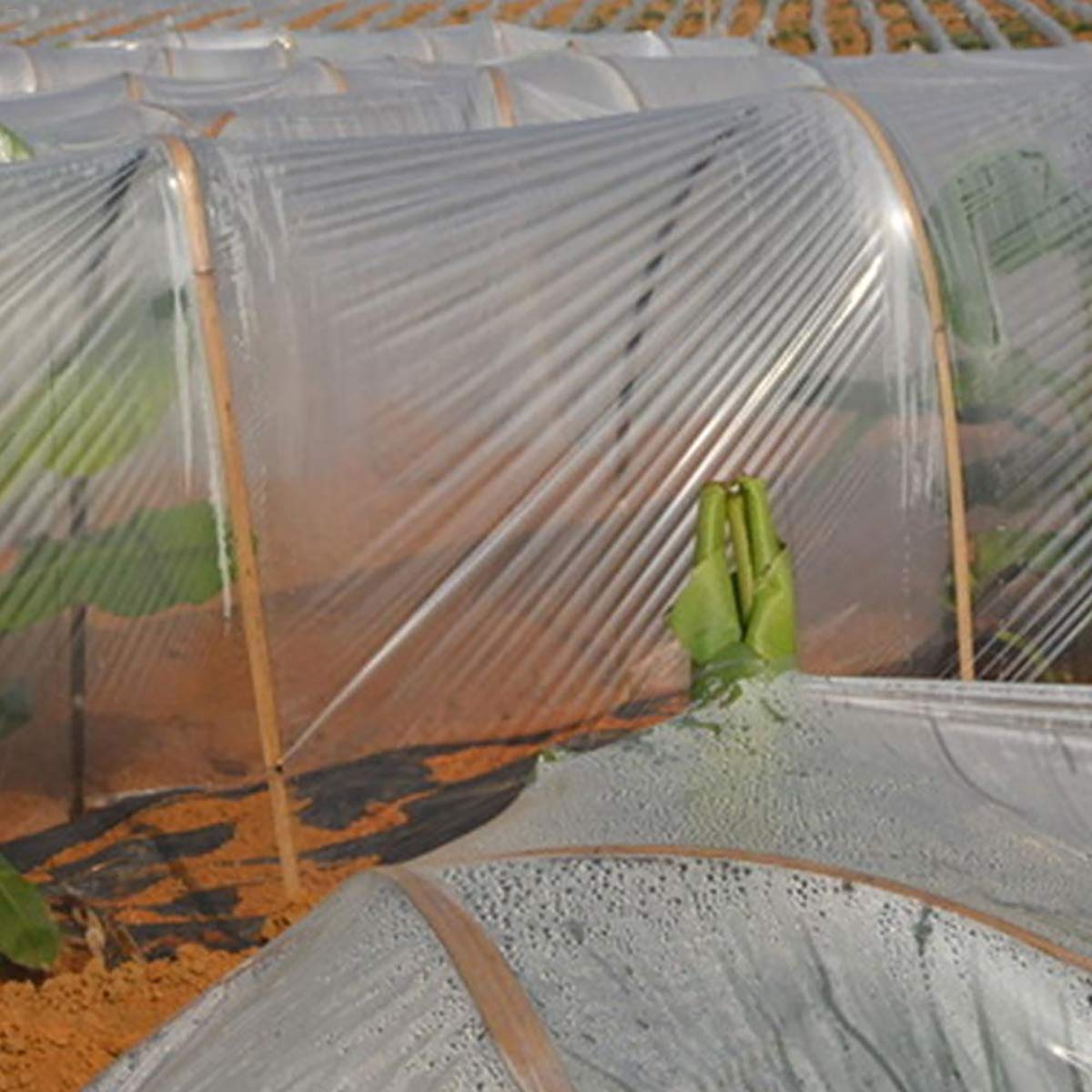 Durable Garden Poly Tunnel Greenhouse Cover - Weatherproof Plastic Film for Harsh Conditions & Seed Germination | Perfect for Home Gardening, Plant Protection & Year-Round Growing