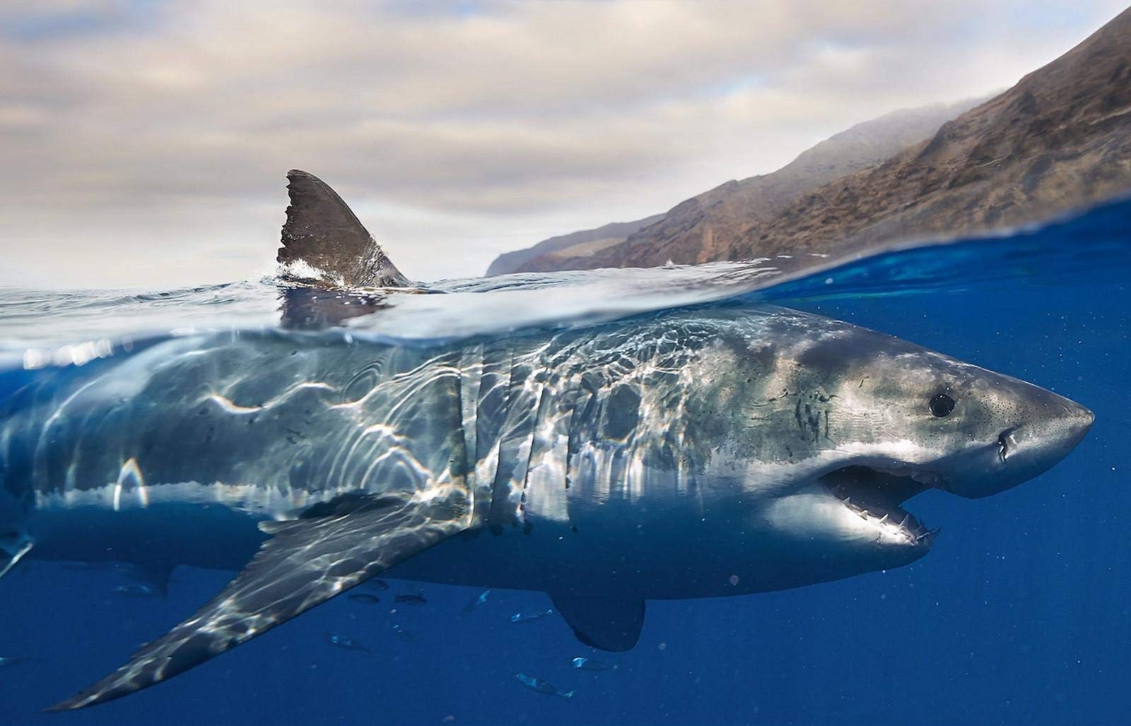 1000 Piece Jigsaw Puzzle - Shark on The Water, Adult Wooden Puzzle DIY Kit, Unique Gift for Puzzle Lovers, Modern Home Decor - Perfect for Family Game Night, Stress Relief & Wall Art Display