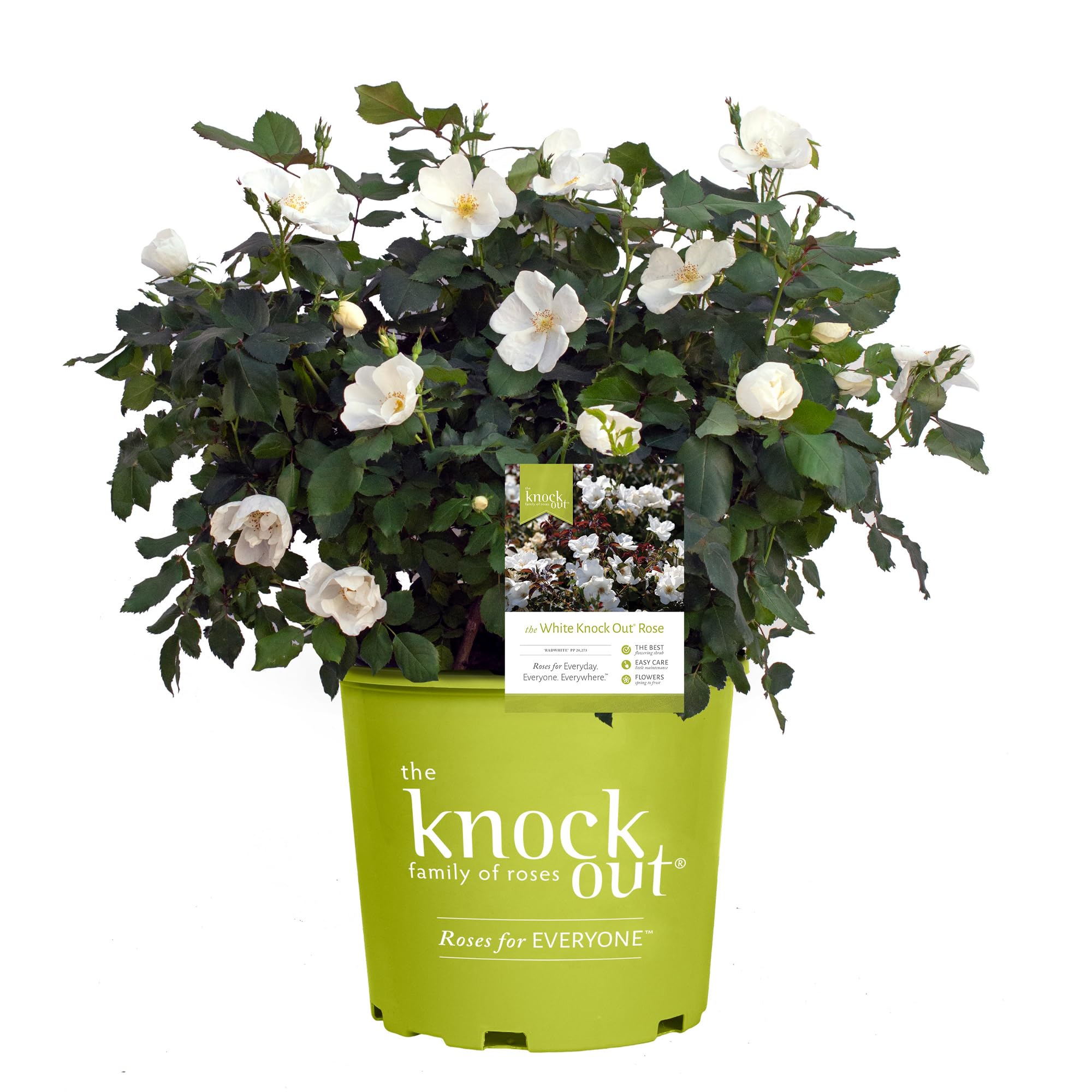 1 Gallon The White Knock Out® Rose Plant - Pure White Blooms for Garden Landscaping, Patio Decor & Wedding Bouquets