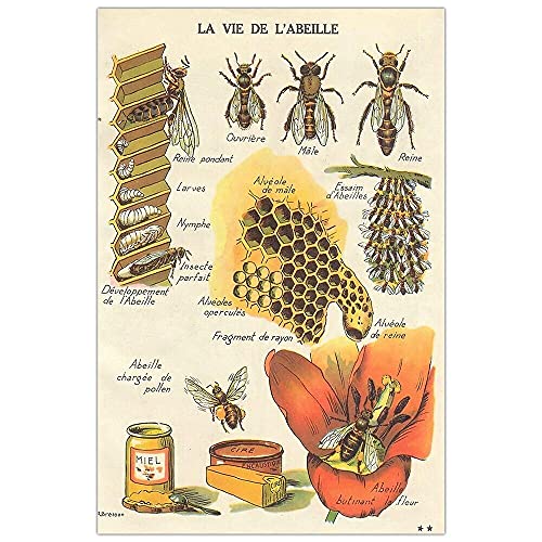 La Vie De L'abeille