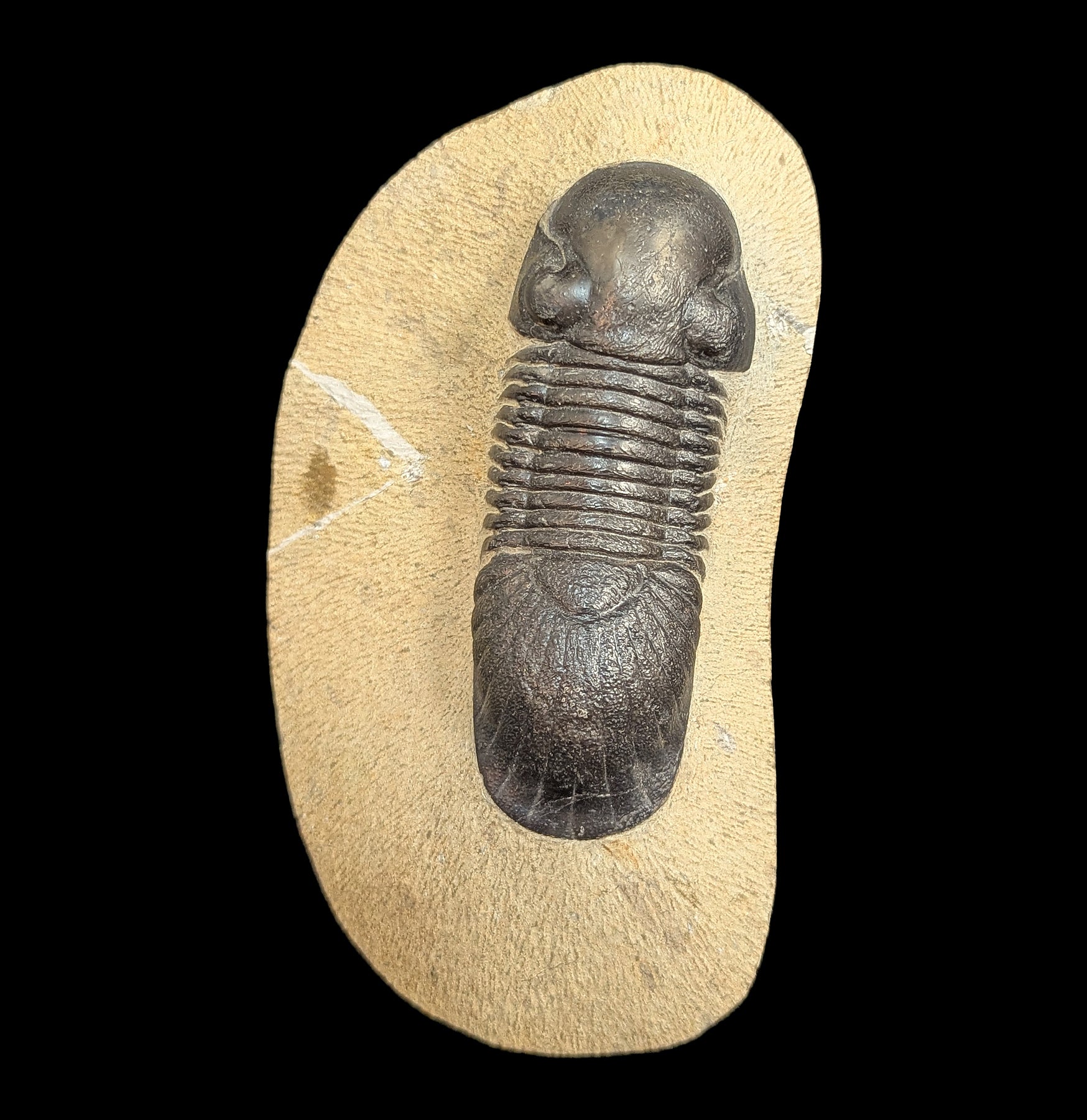 Authentic Paralejurus Spatuliformis Trilobite Fossil in Natural Matrix - Rare Collector's Specimen for Home Decor & Paleontology Enthusiasts