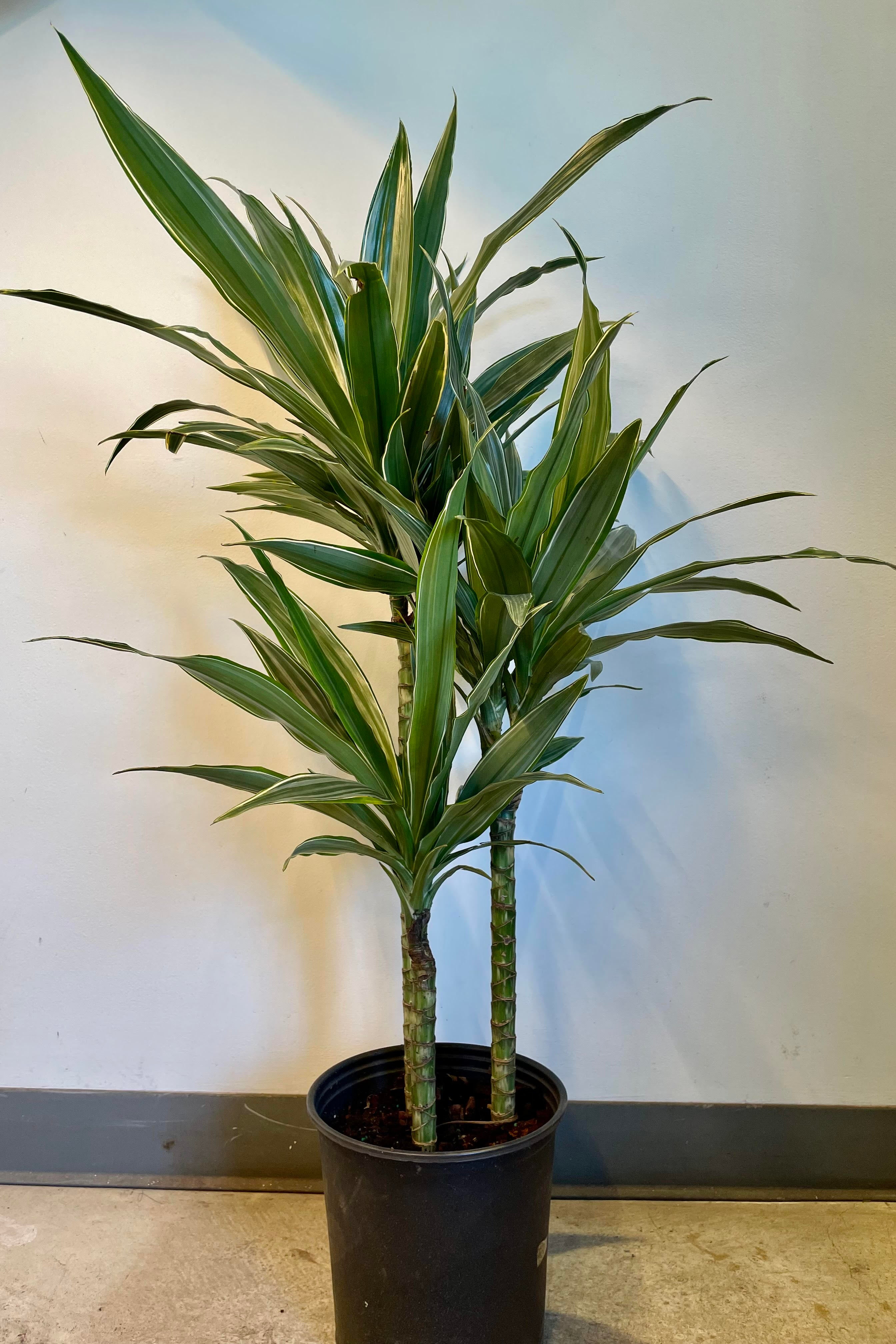 Dracaena 'Ulises' Staggered Cane 8