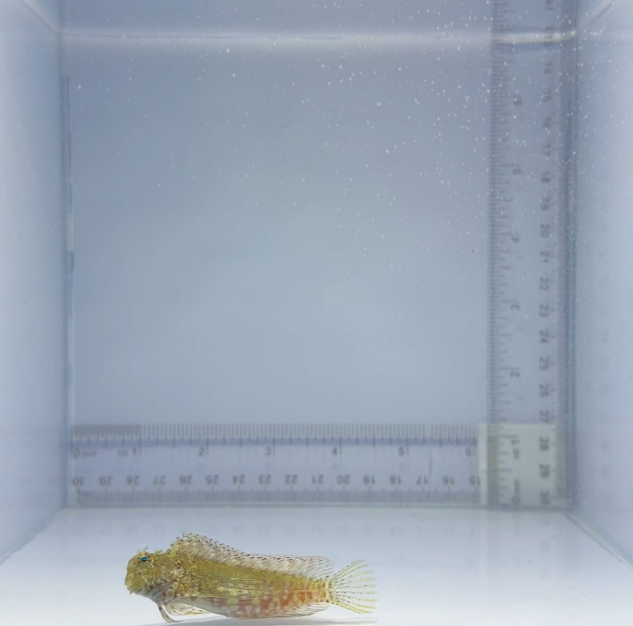 Algae Blenny Fish - Saltwater Aquarium Cleaner for Reef Tanks, Nano Tanks & Marine Ecosystems | Perfect for Algae Control & Natural Tank Maintenance